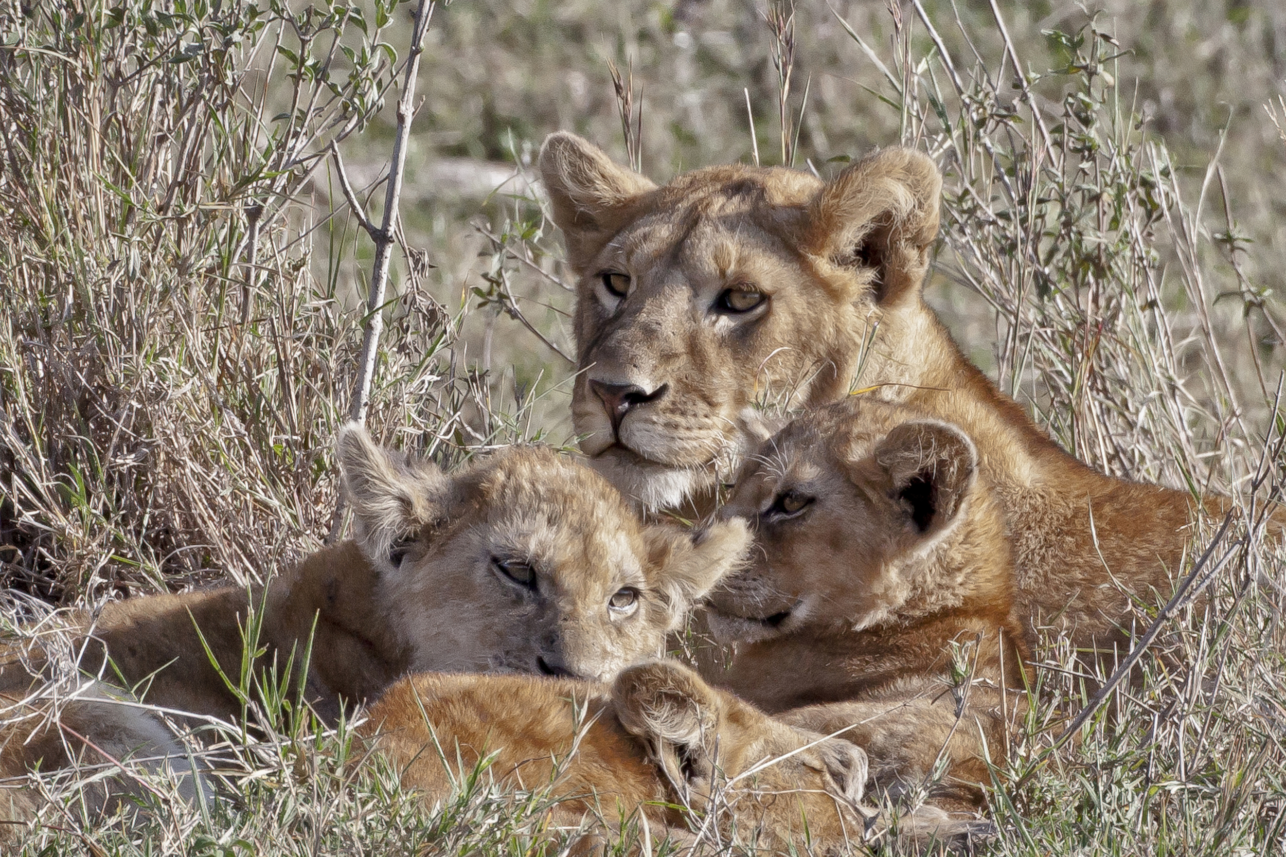 Lioness and Family