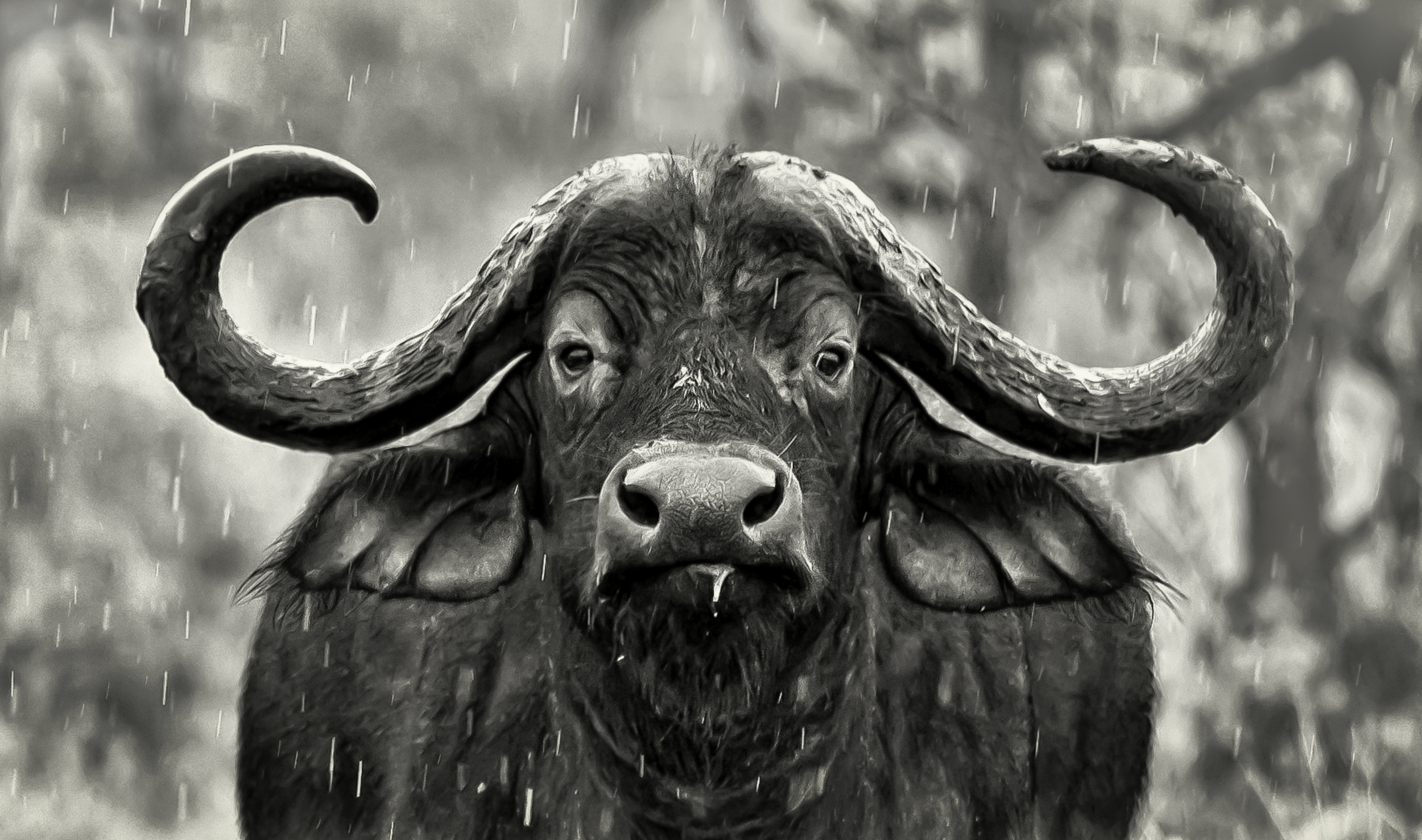 Rainy Day Buffalo