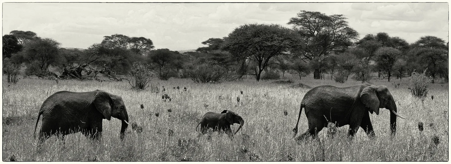Elephant Family