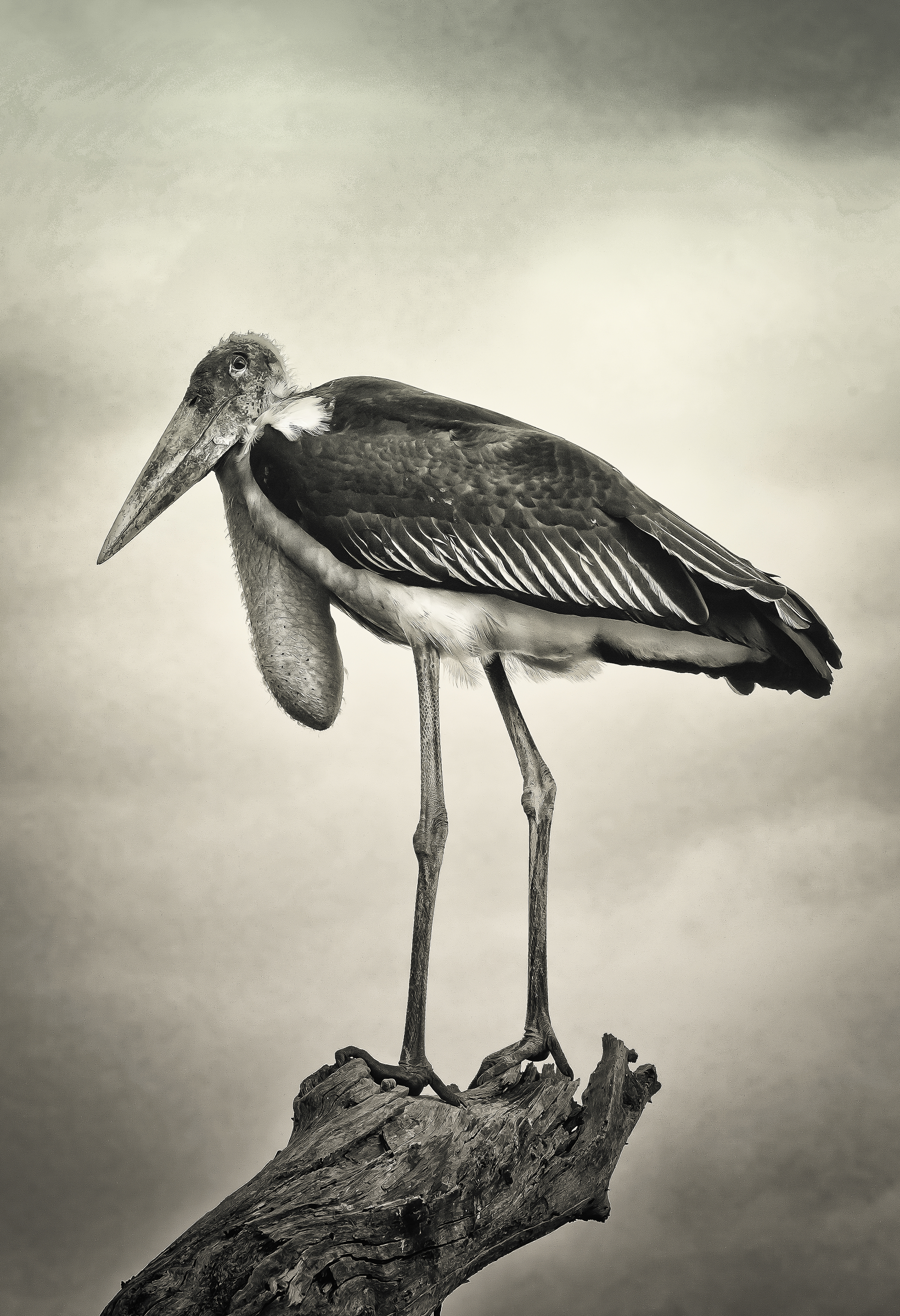 Marabou Stork "Humphrey"