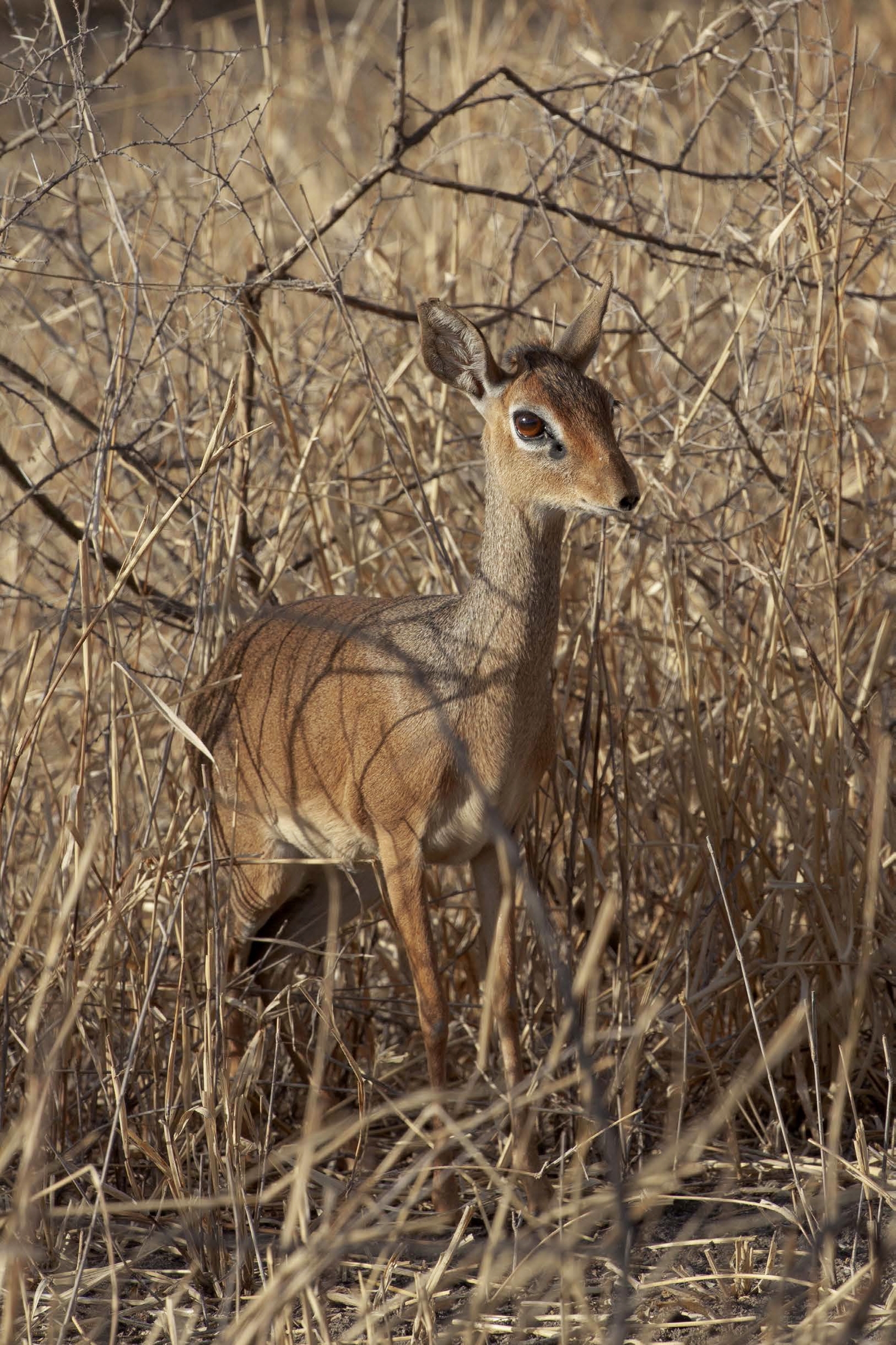 Kirk's Dik Dik