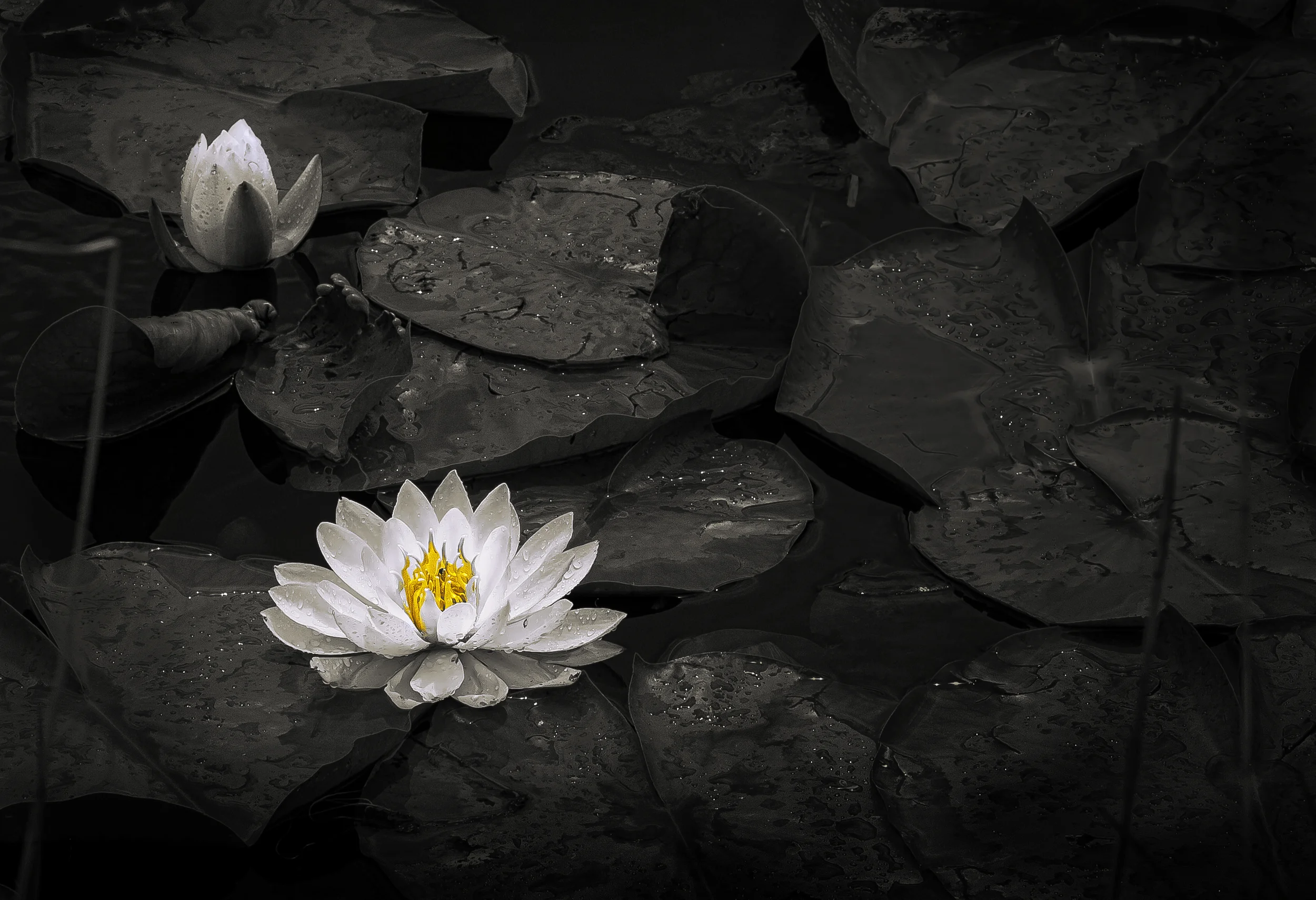 Summer's Bloom