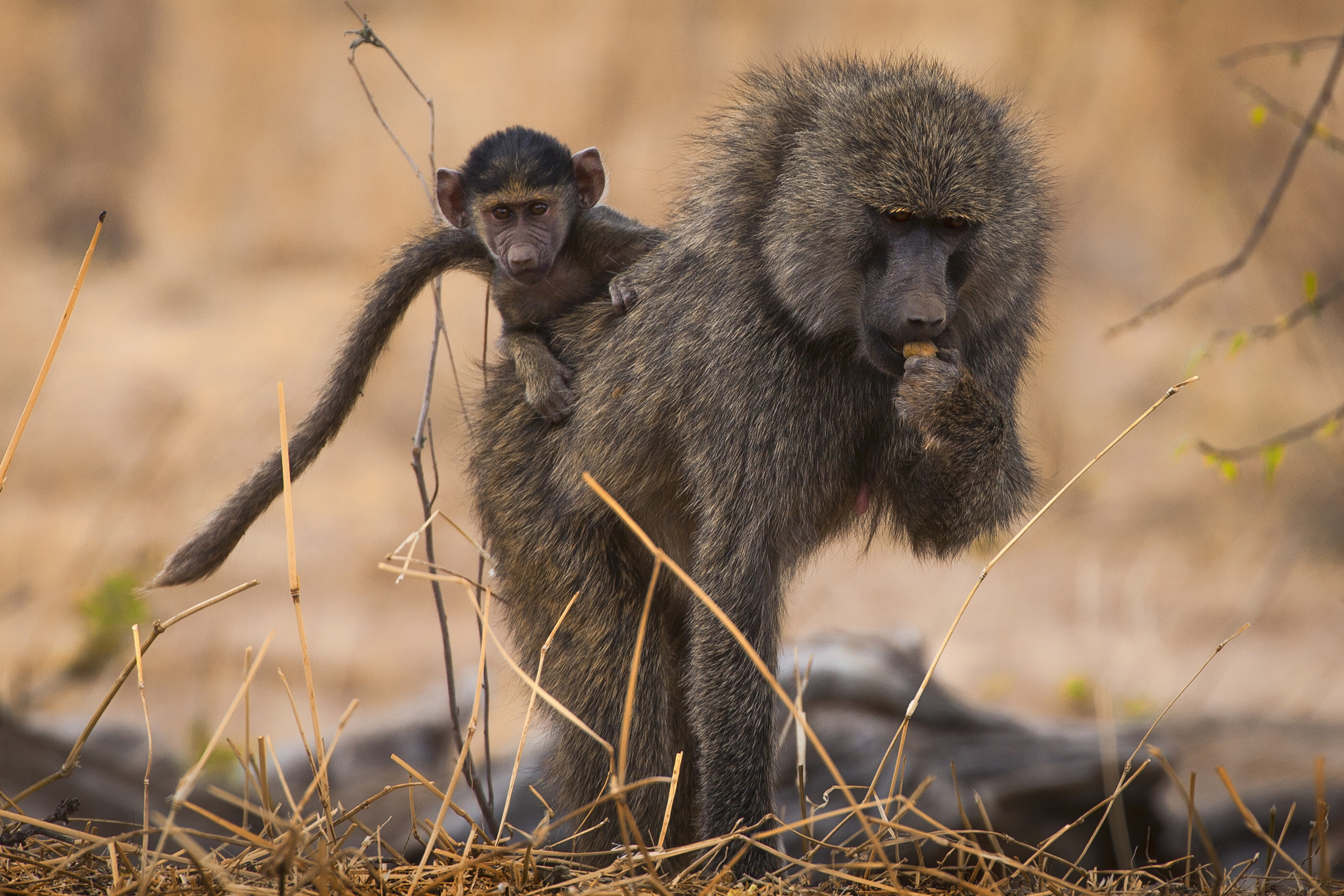 Olive Baboon