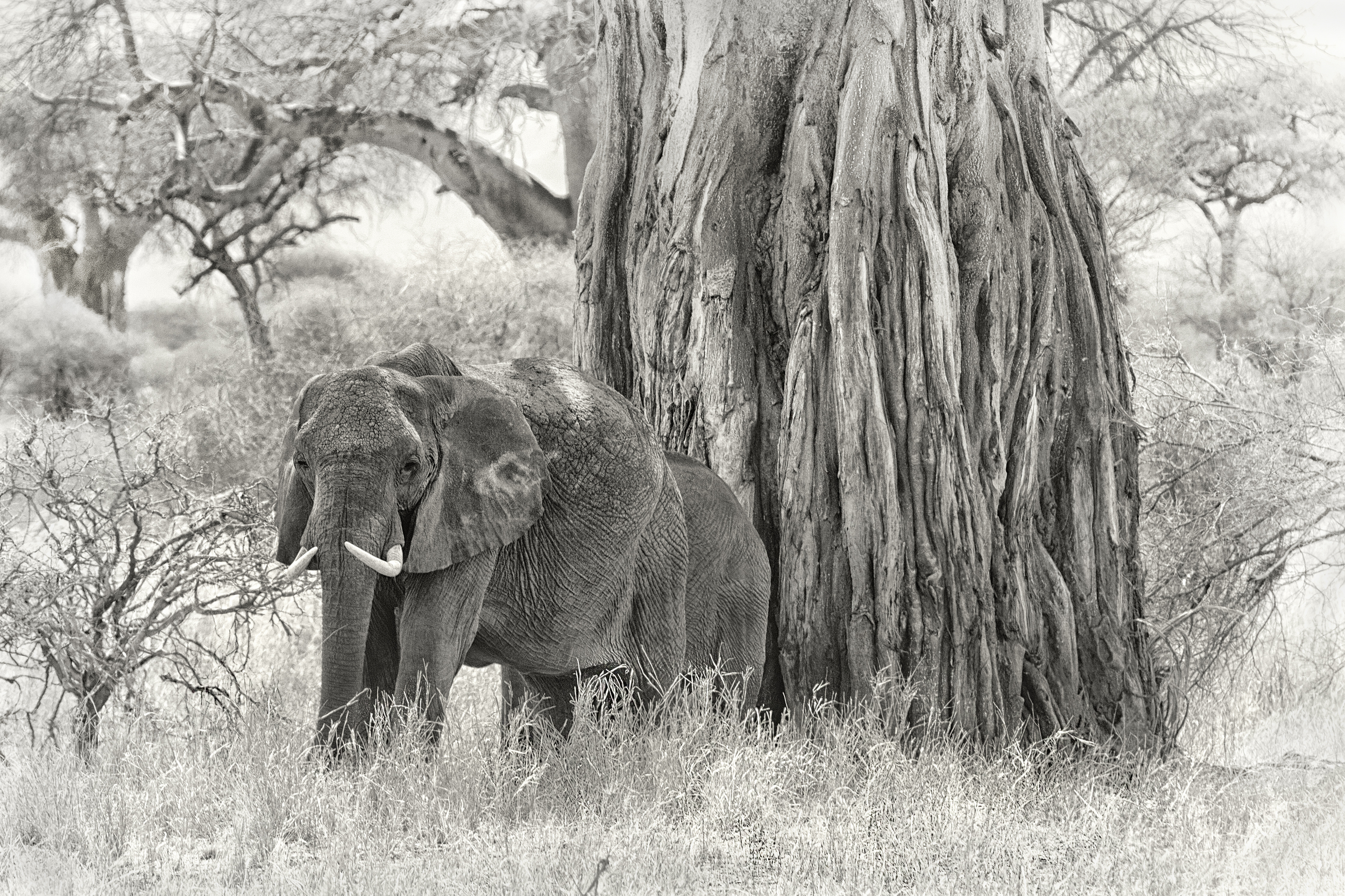 Elephant Tree