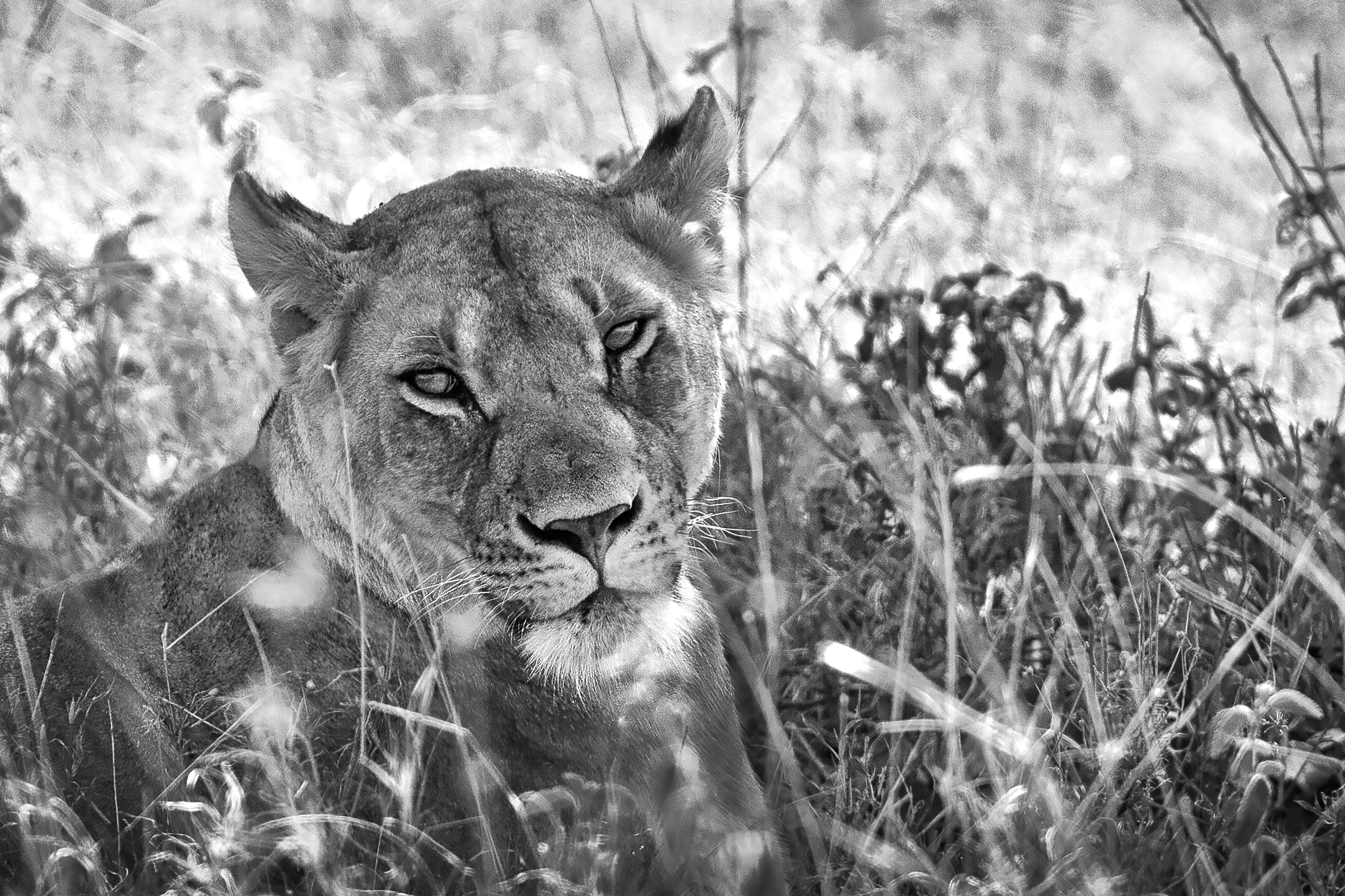 Lioness in Grass