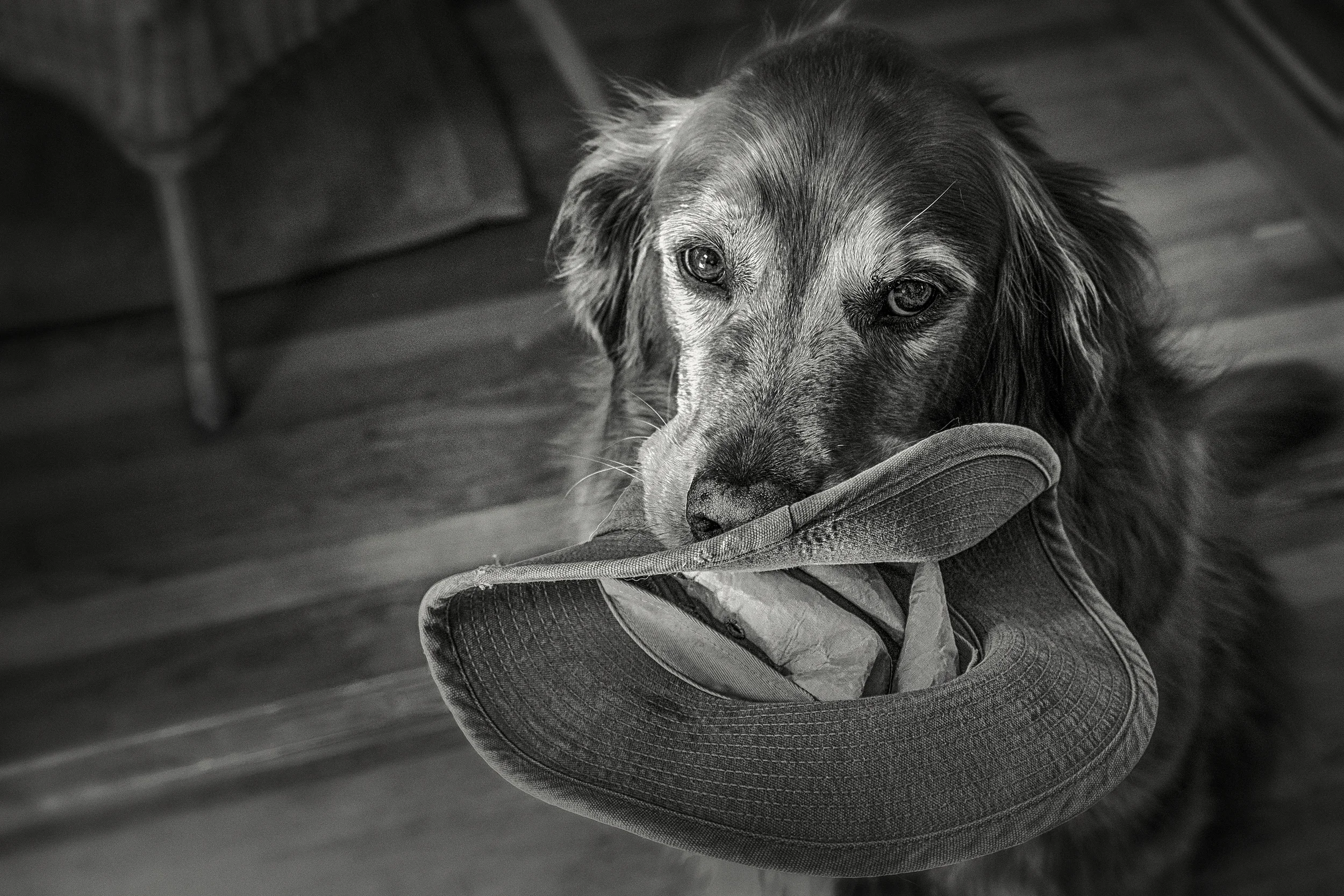 Chester's Gift