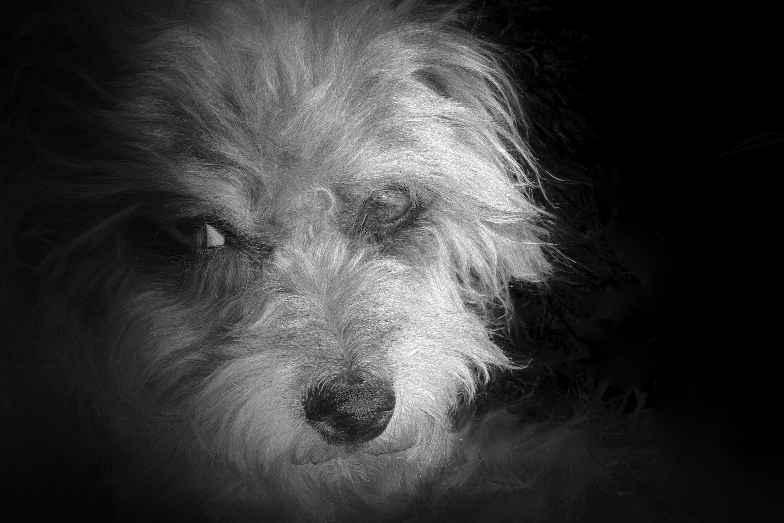Fido