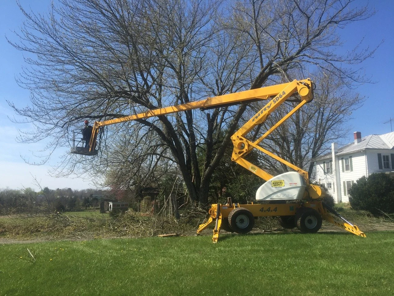Extreme Pruning for much neglected Maple-1290x968.jpeg