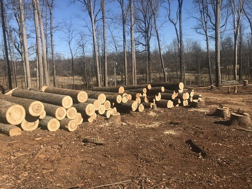 Logs to lumber - 500 X 375.jpeg
