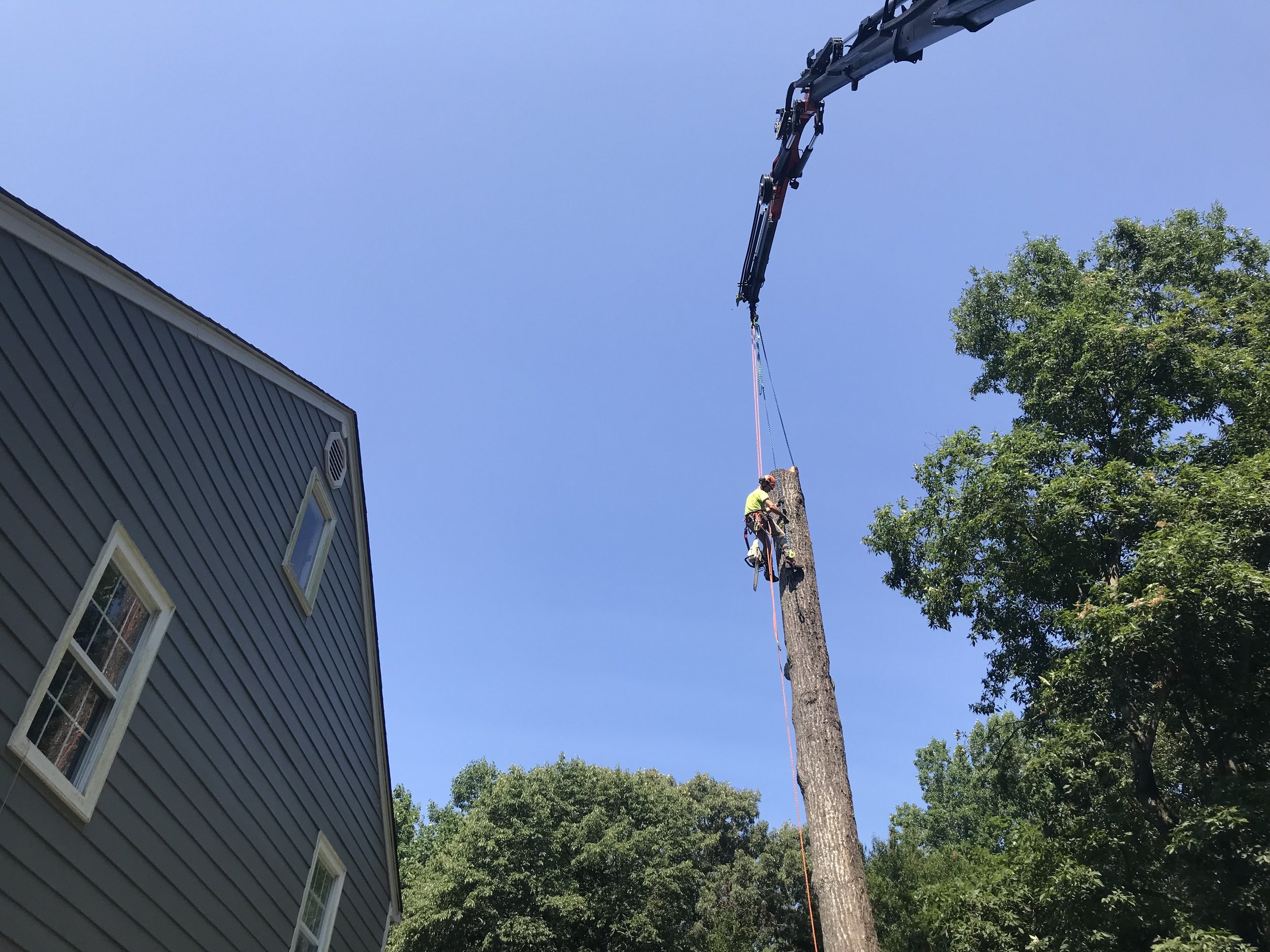 Tree Removal - with Aerial Crane2.jpeg