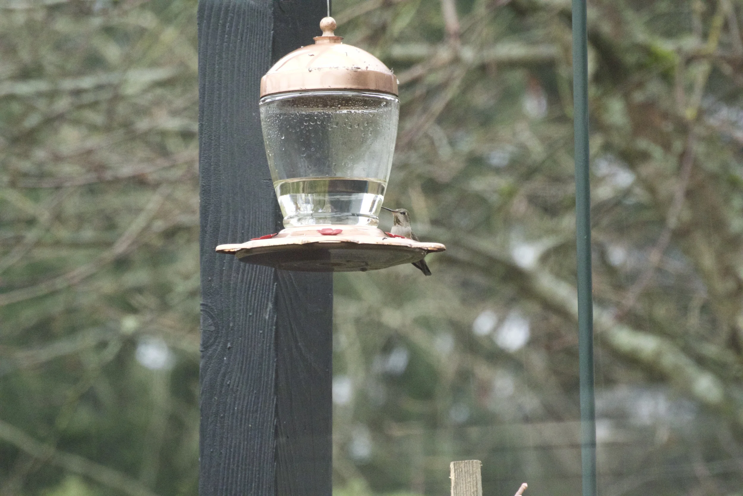 DSC_0938.jpg