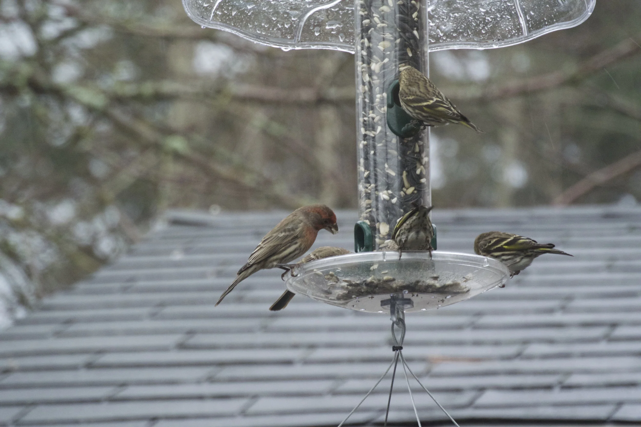 DSC_0942.jpg