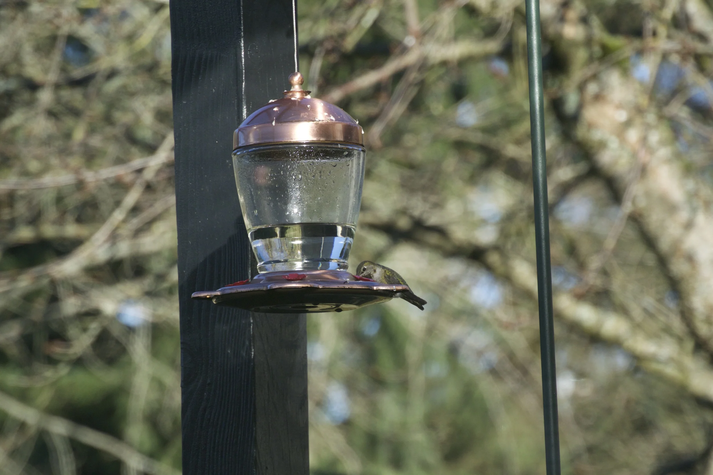 DSC_0994.jpg