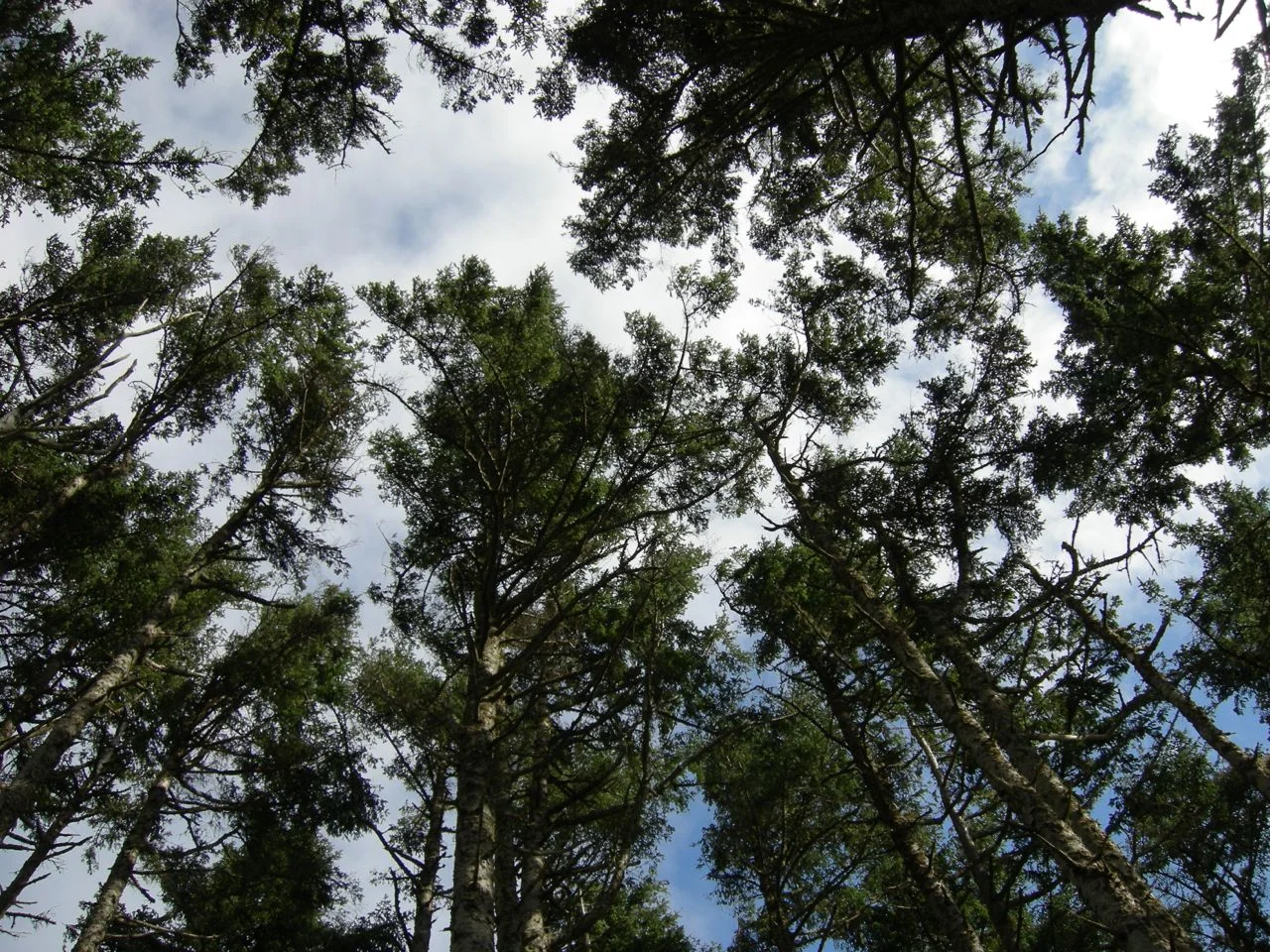 Trees in Oregon.jpg