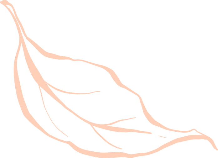 Line drawing of an elongated leaf with detailed veins on a black background.