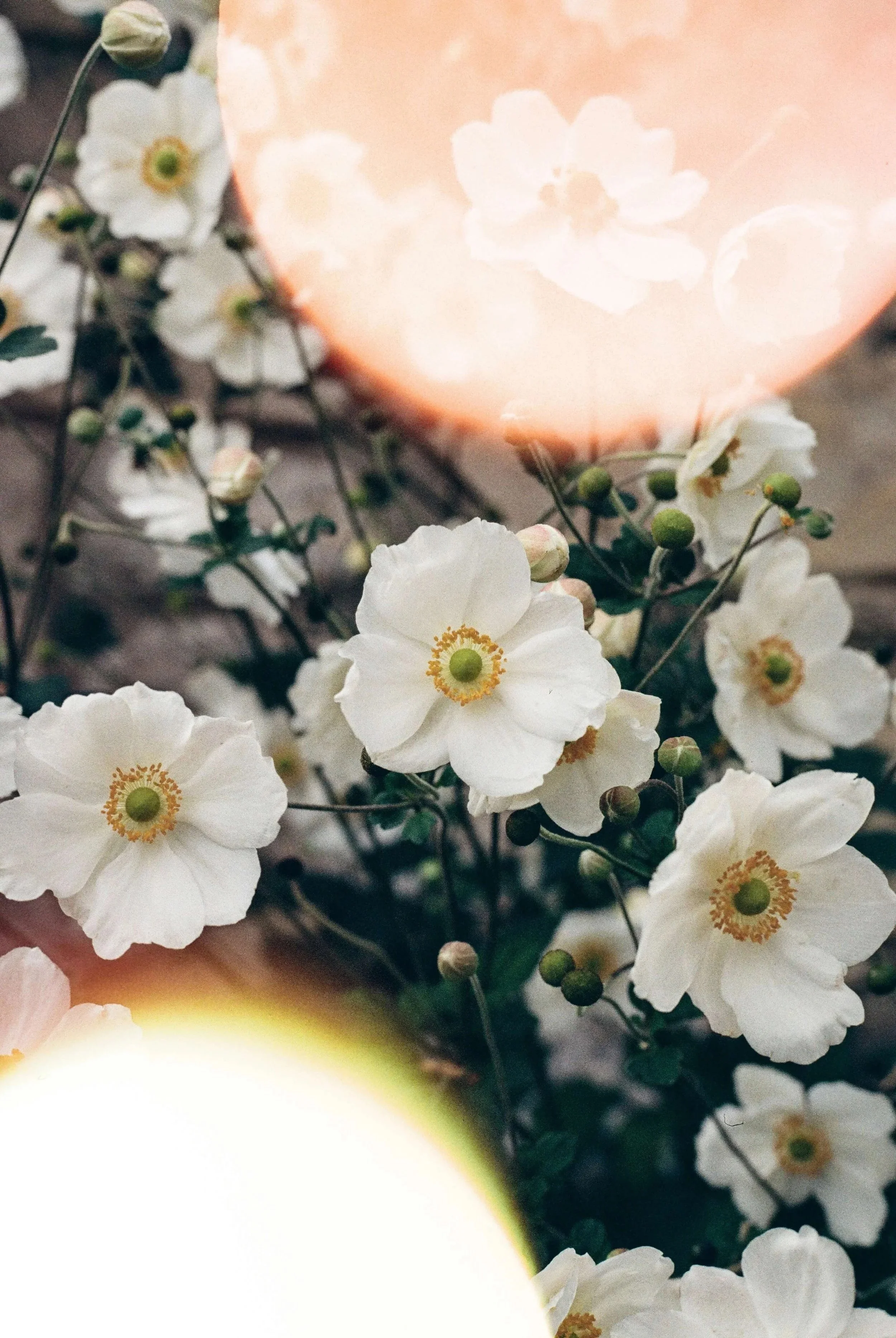 Close-up of white flowers with green centers and buds, with a large peach-colored circular light or object in the background.