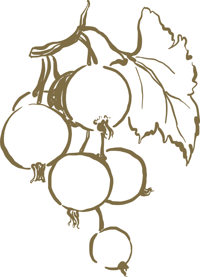 Illustration of a bunch of grapes with a leaf and vine.