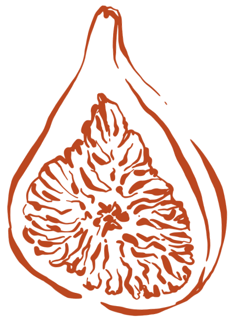 Halved fig drawing in orange
