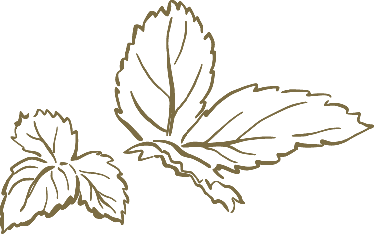 Illustration of three mint leaves with detailed veins and serrated edges.