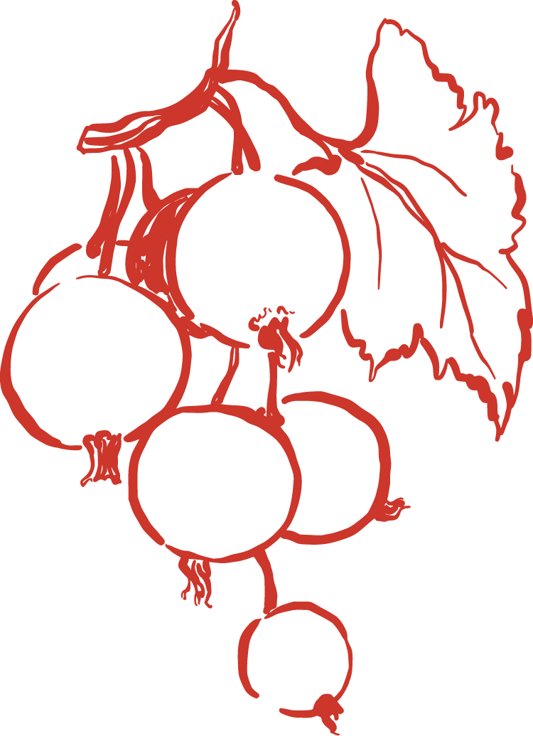 Line drawing of a bunch of grapes with leaves on a black background.