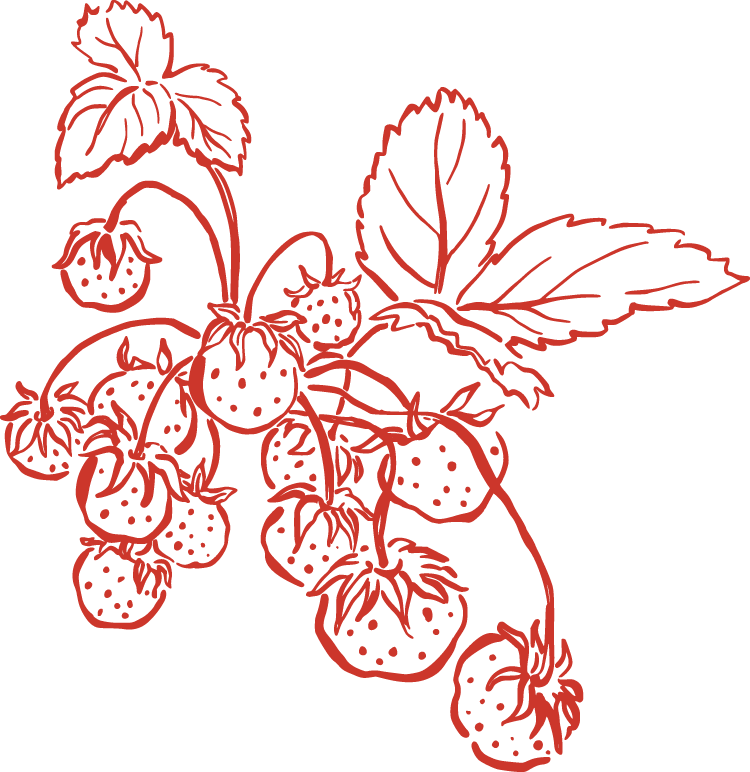 Line drawing of a strawberry plant bearing multiple strawberries and large leaves.