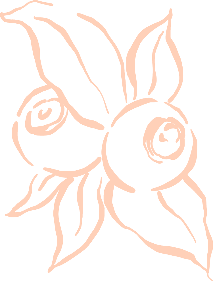 Line drawing of two blueberries with leaves.