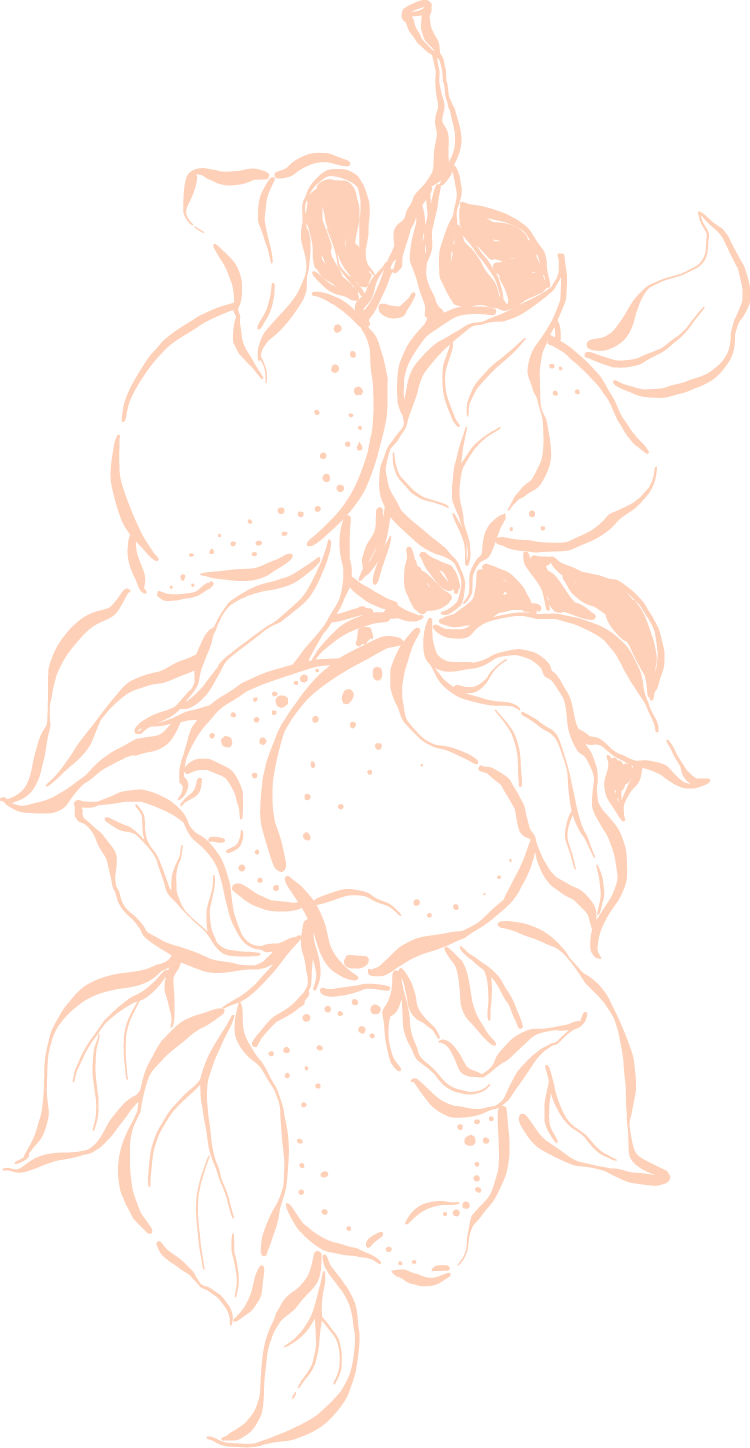 Line drawing of four peaches with leaves on a black background.