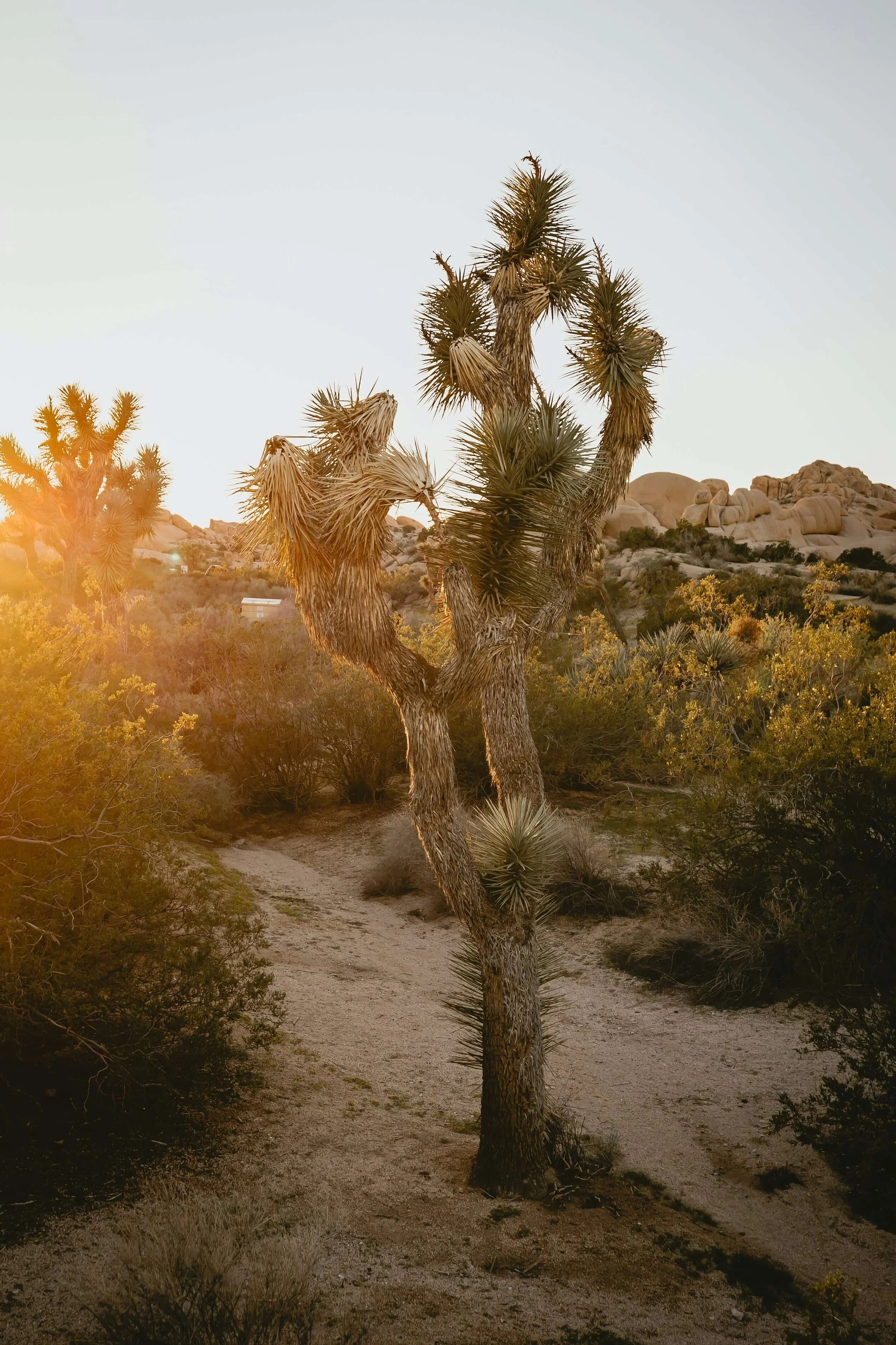A desert landscape during sunset with a large Joshua tree in the center, surrounded by smaller desert plants, rocks, and hills in the background.