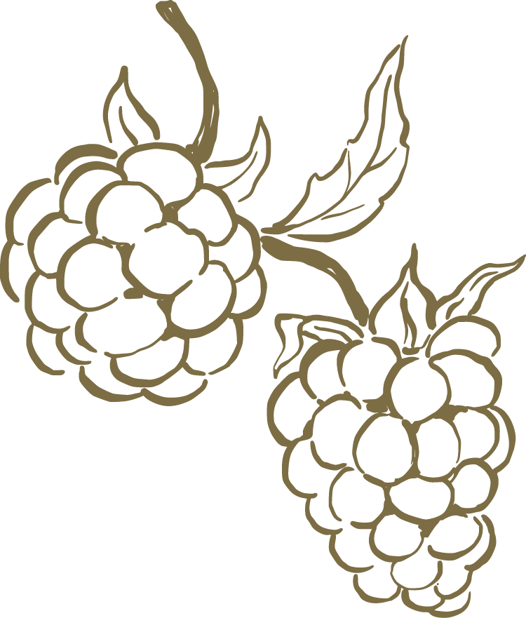 Handdrawn grapes in green