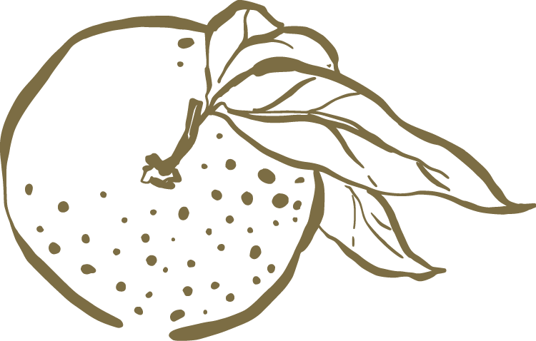 Handrawn citrus fruit with a leaf