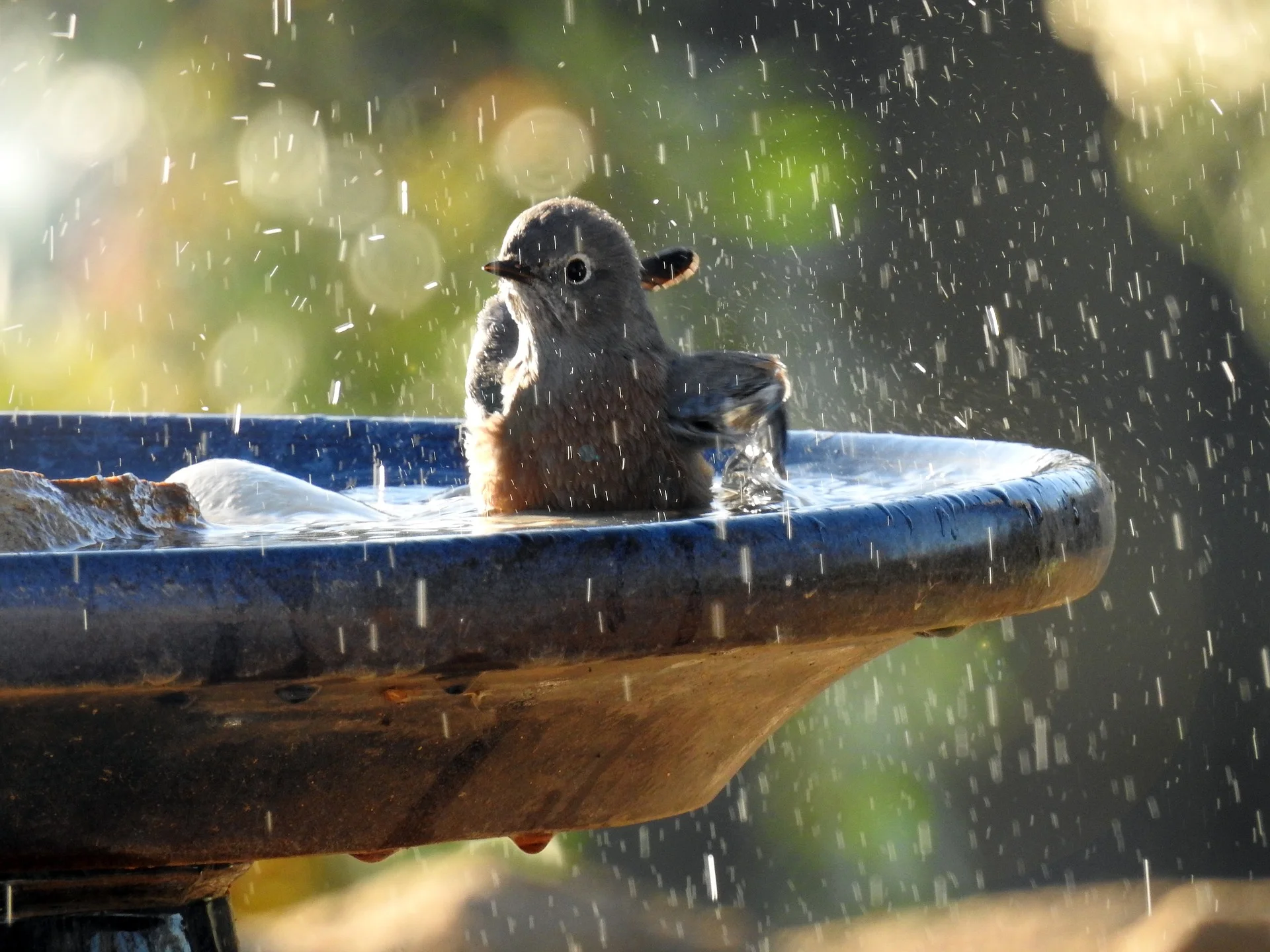 bluebird-2920770_1920.jpg