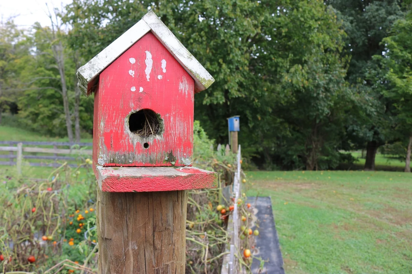 Installing a habitat box in your yard is one way of giving back to the environment for all of the habitats that were destroyed in order to build your house.