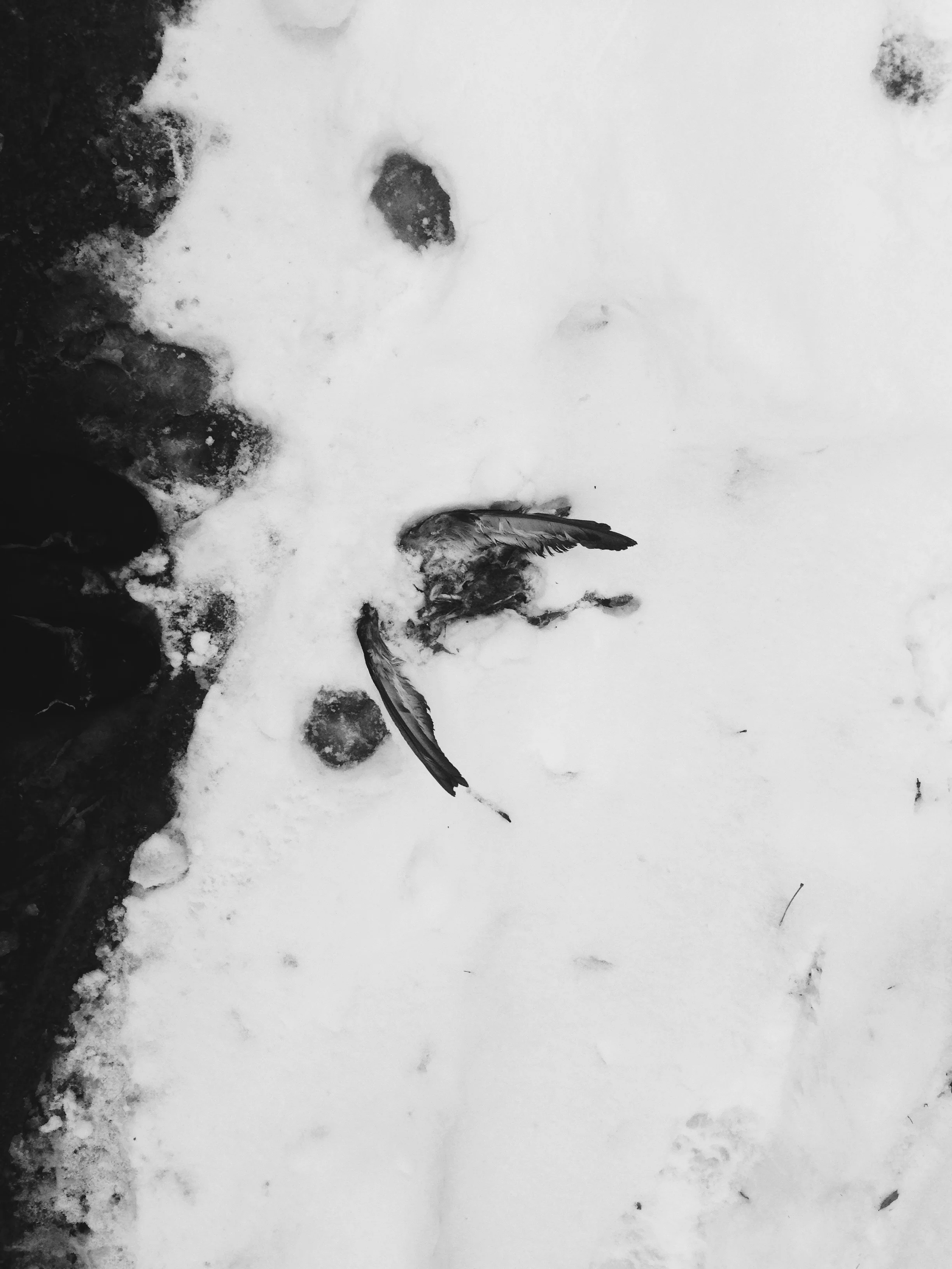 "live free so you can die free" - a dead bird with wings outstretched in front of an old church