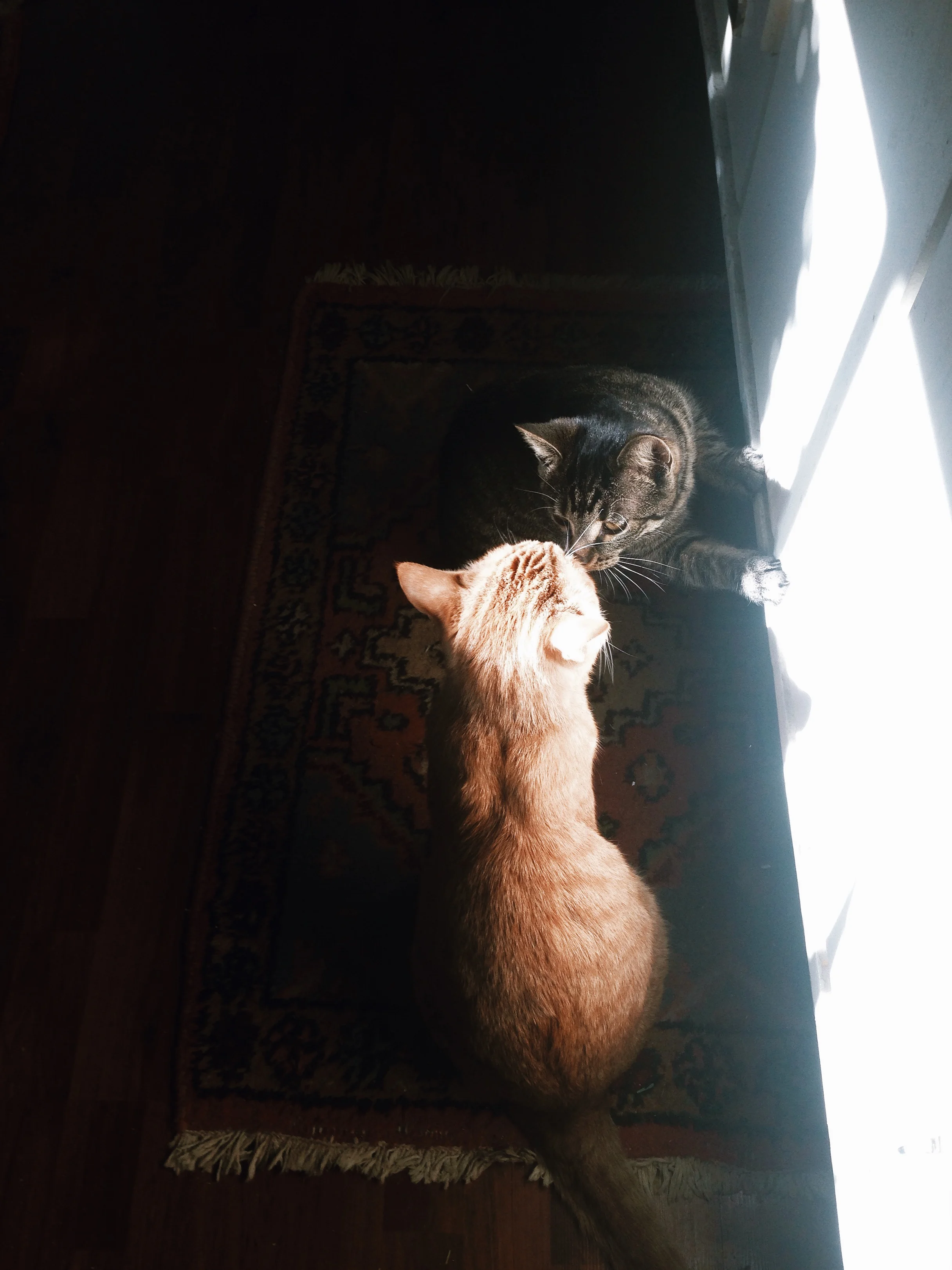 Hobbes and Rosemary kissing in the morning light.