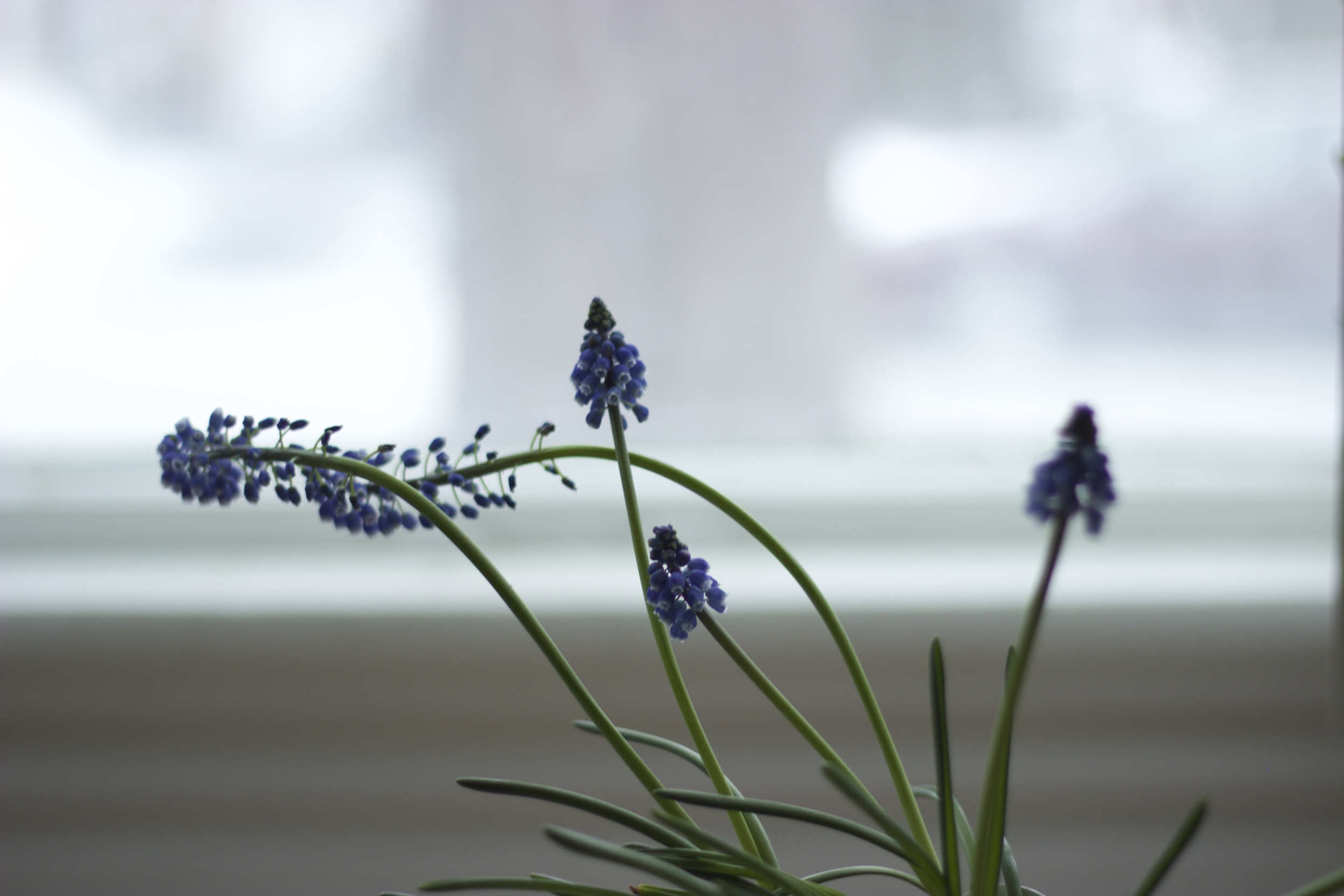 Muscari Bulbs 