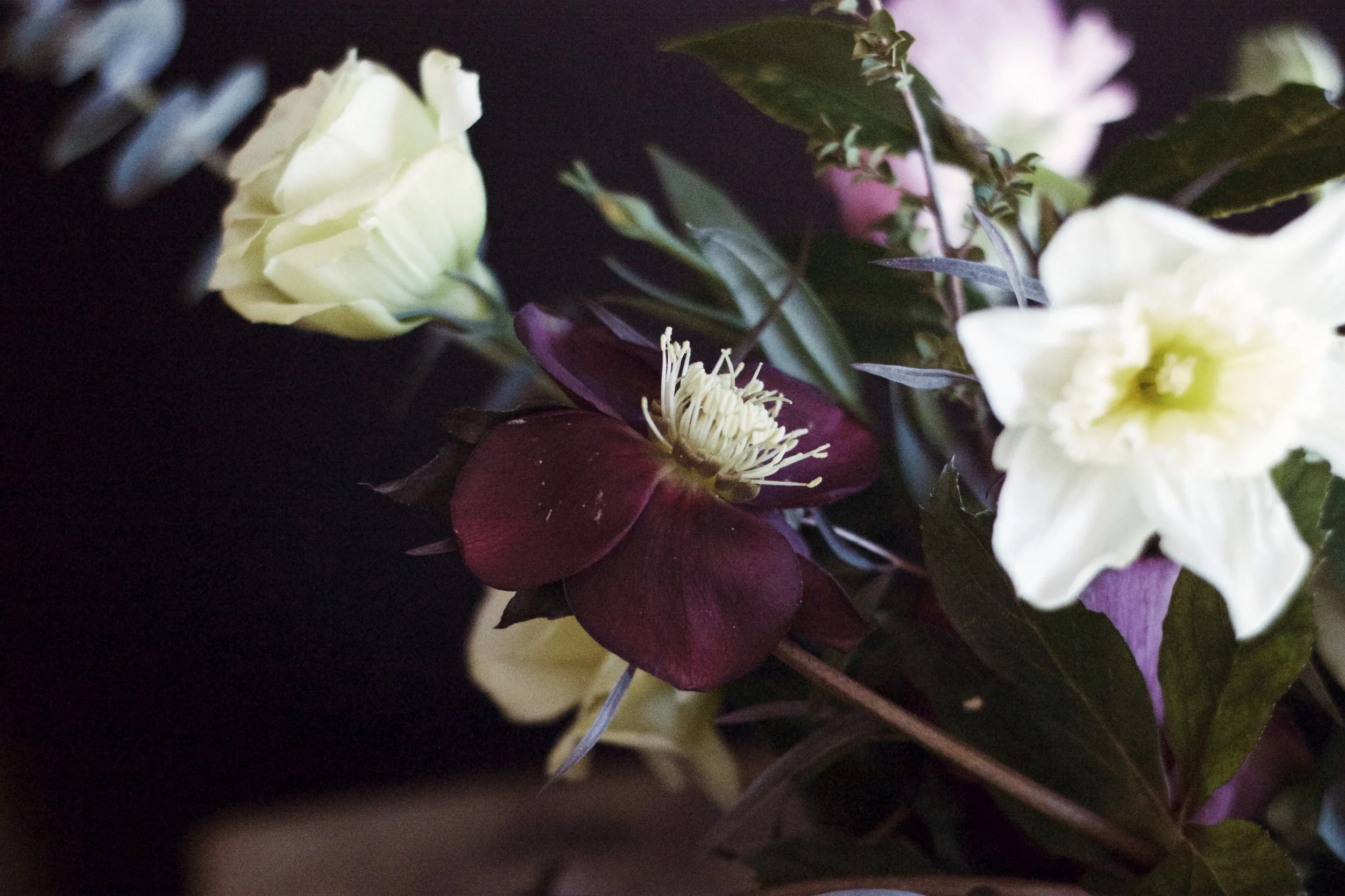 hellebores is should have its own planet so I can go live there 