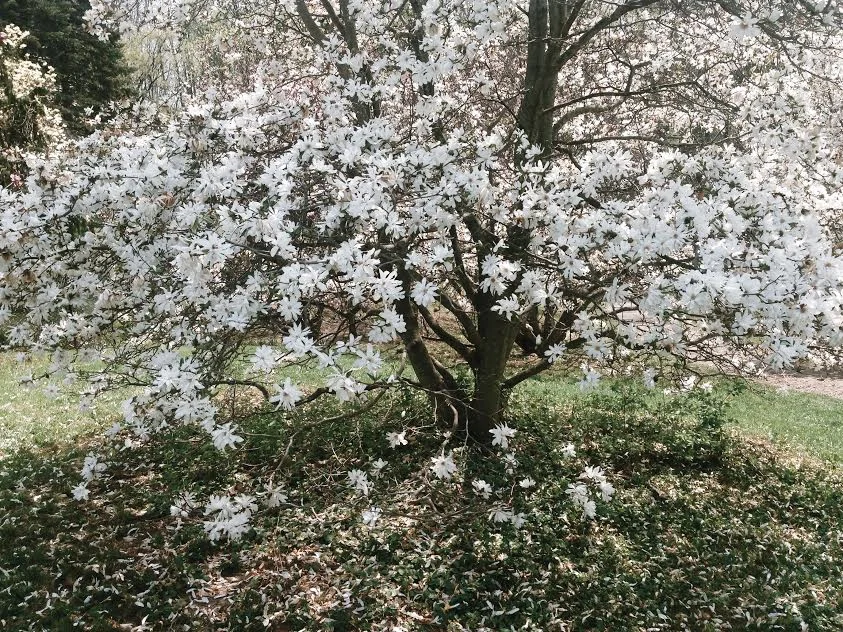 white star magnolia love