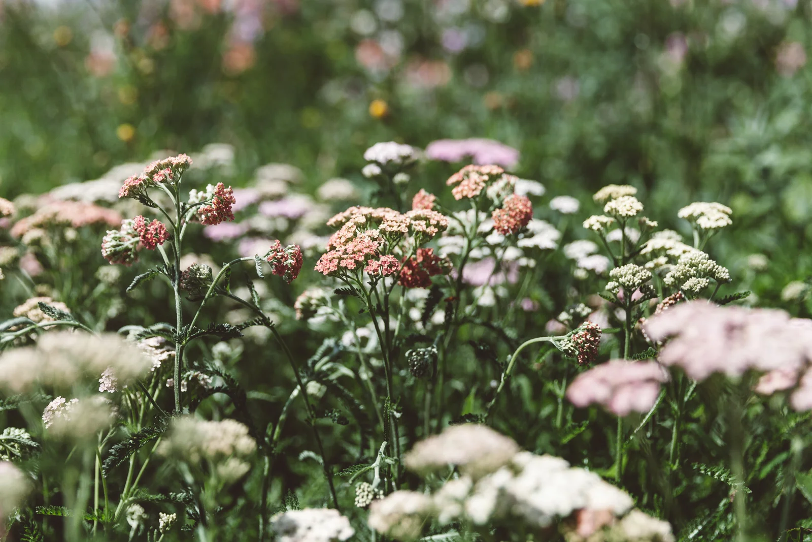 Image by Lauren Kolyn