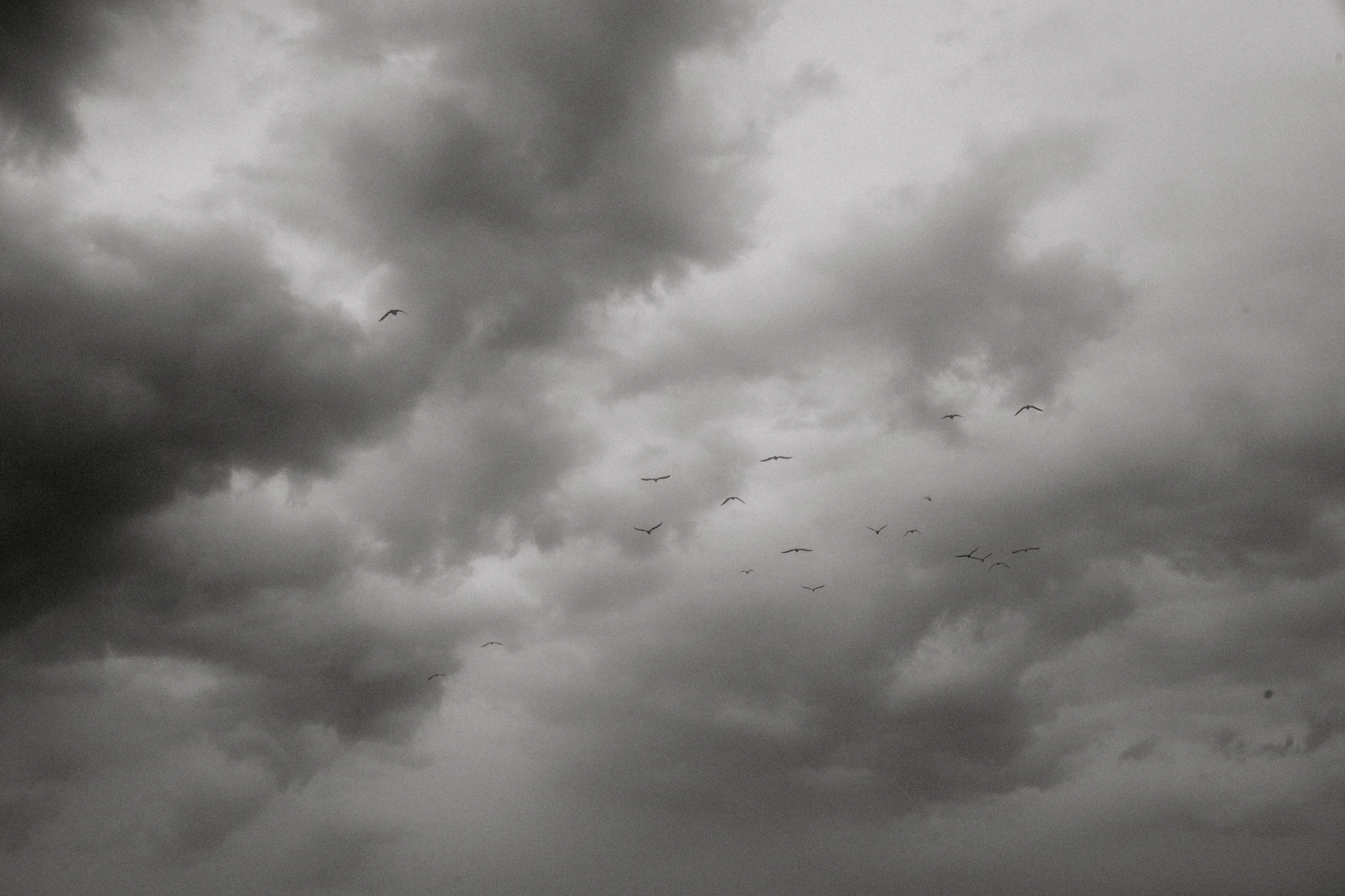 birds.jpg