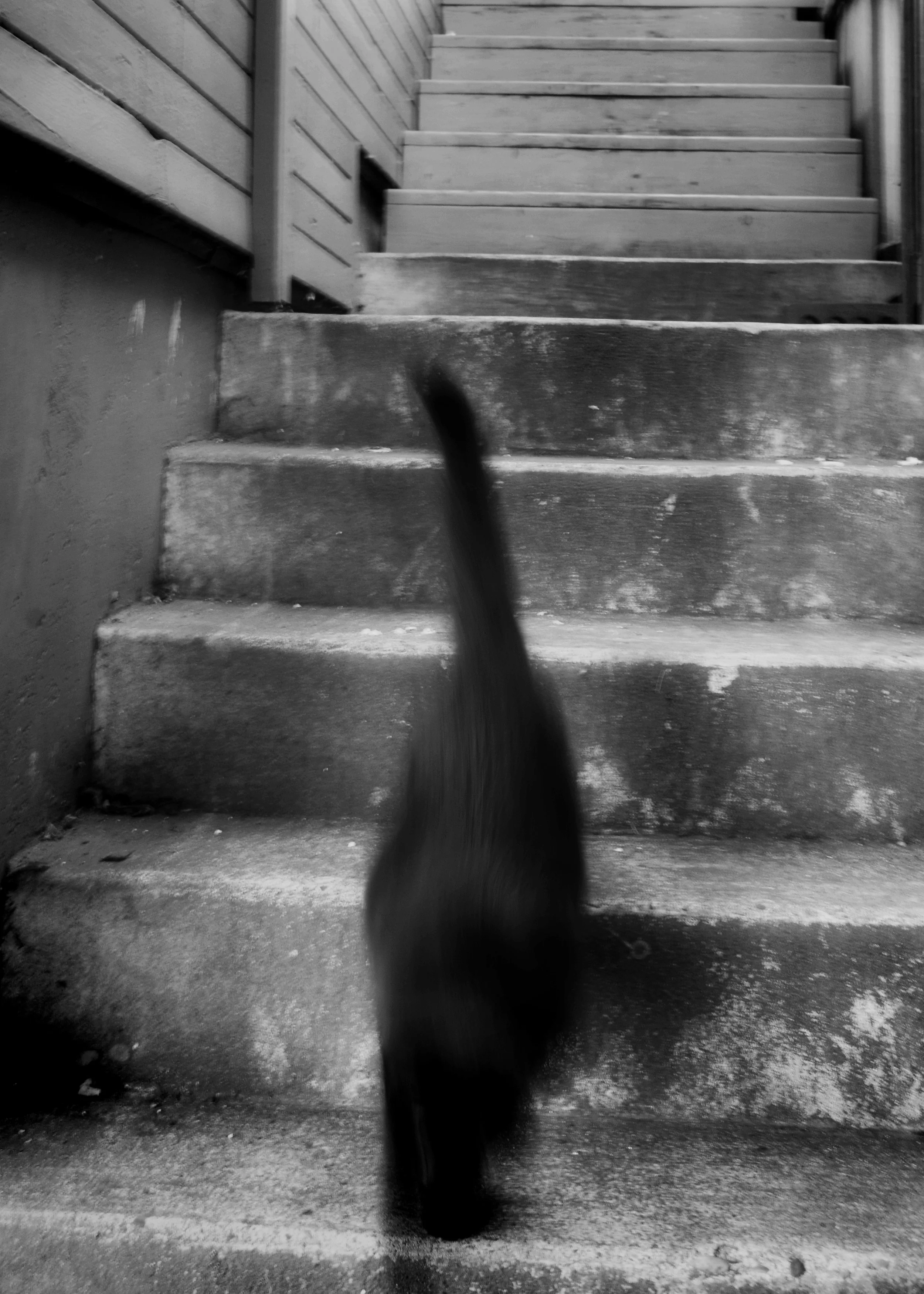 catsmear.jpg