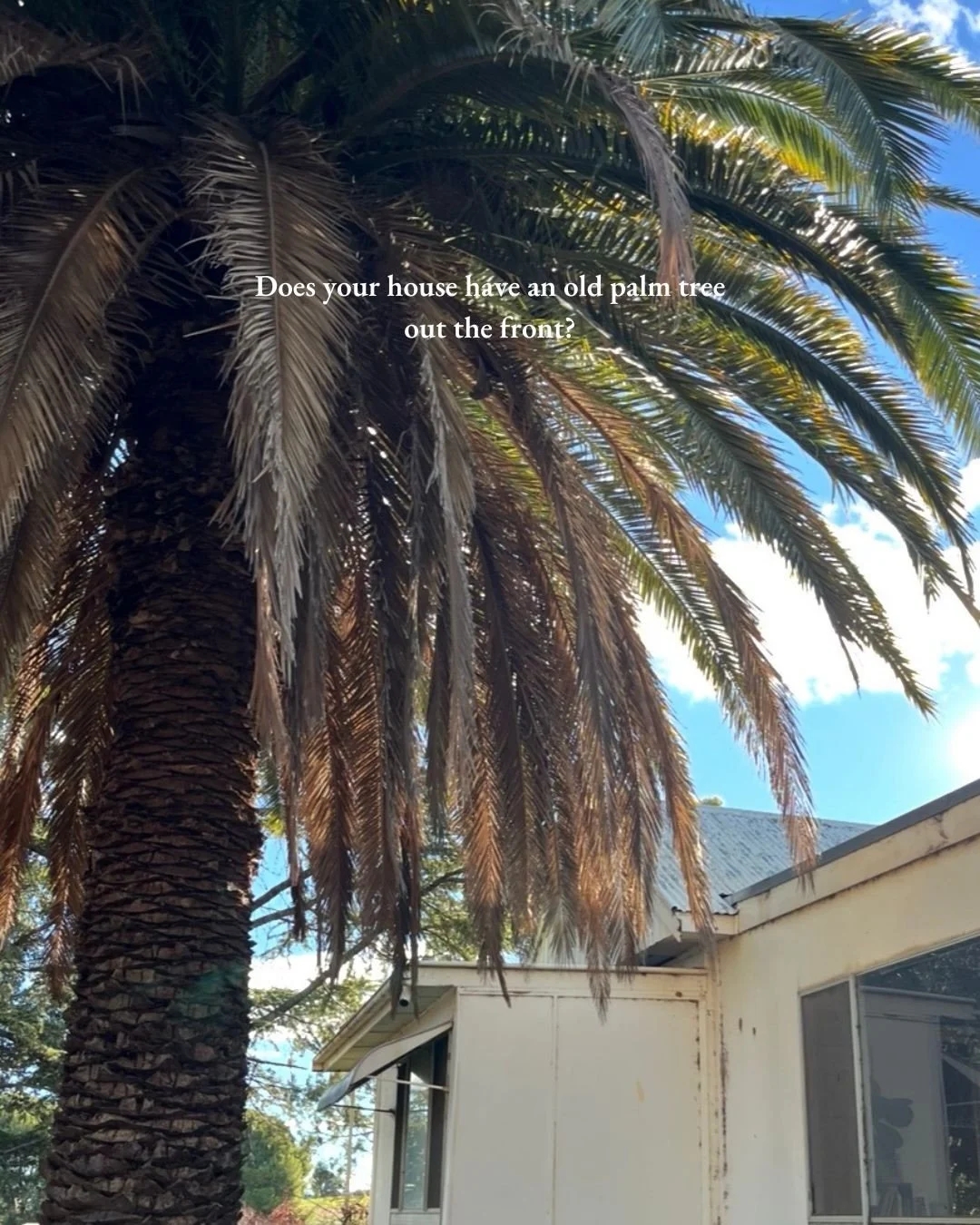 Does your house have an old palm tree out the front? If so, we need to talk.

When homes like this were built &mdash; over a hundred years ago &mdash; exotic palms were planted as specimen trees. A considered choice. A way of saying: someone lived he