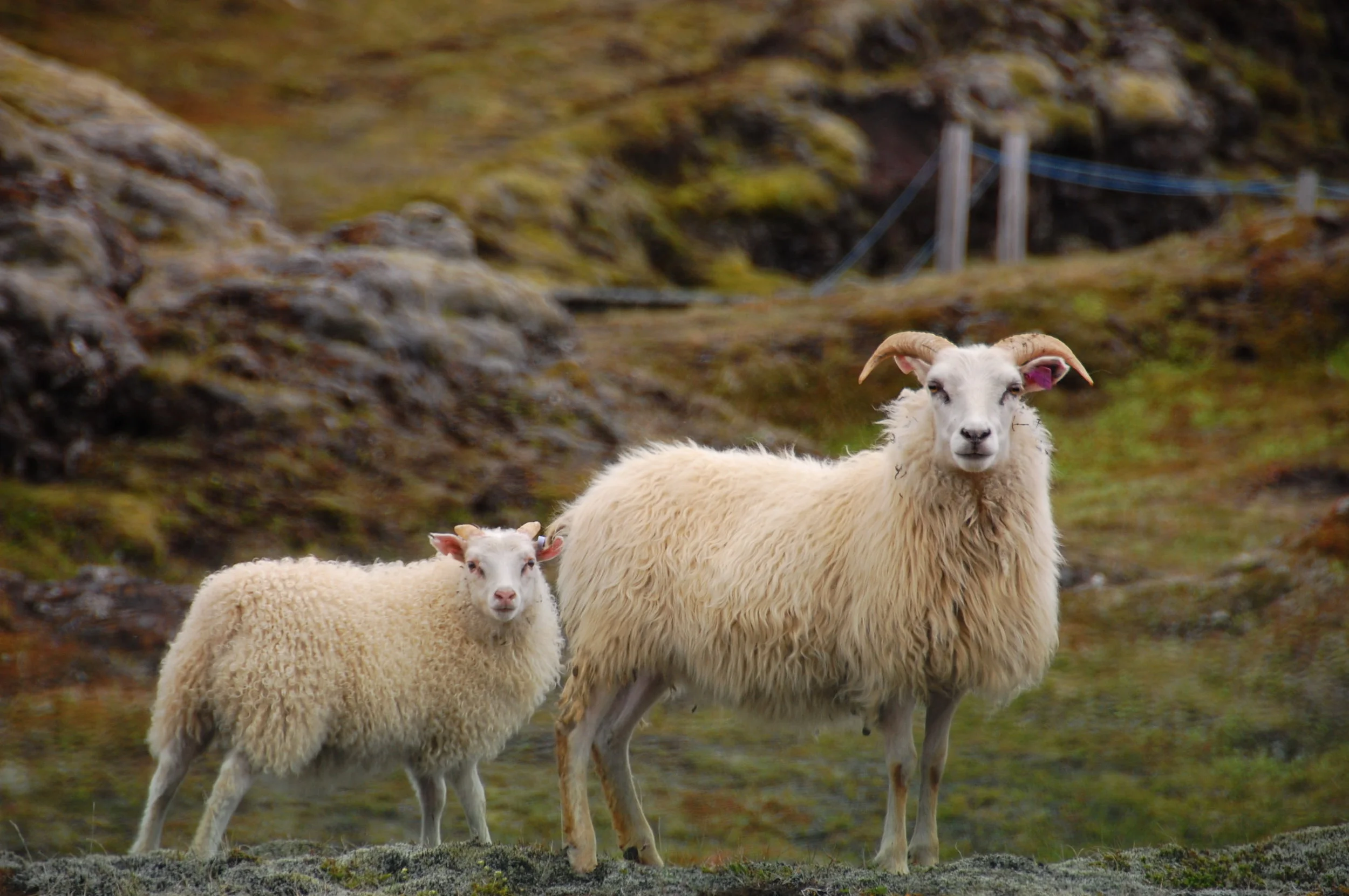 Icelandic Sheep for the Homestead