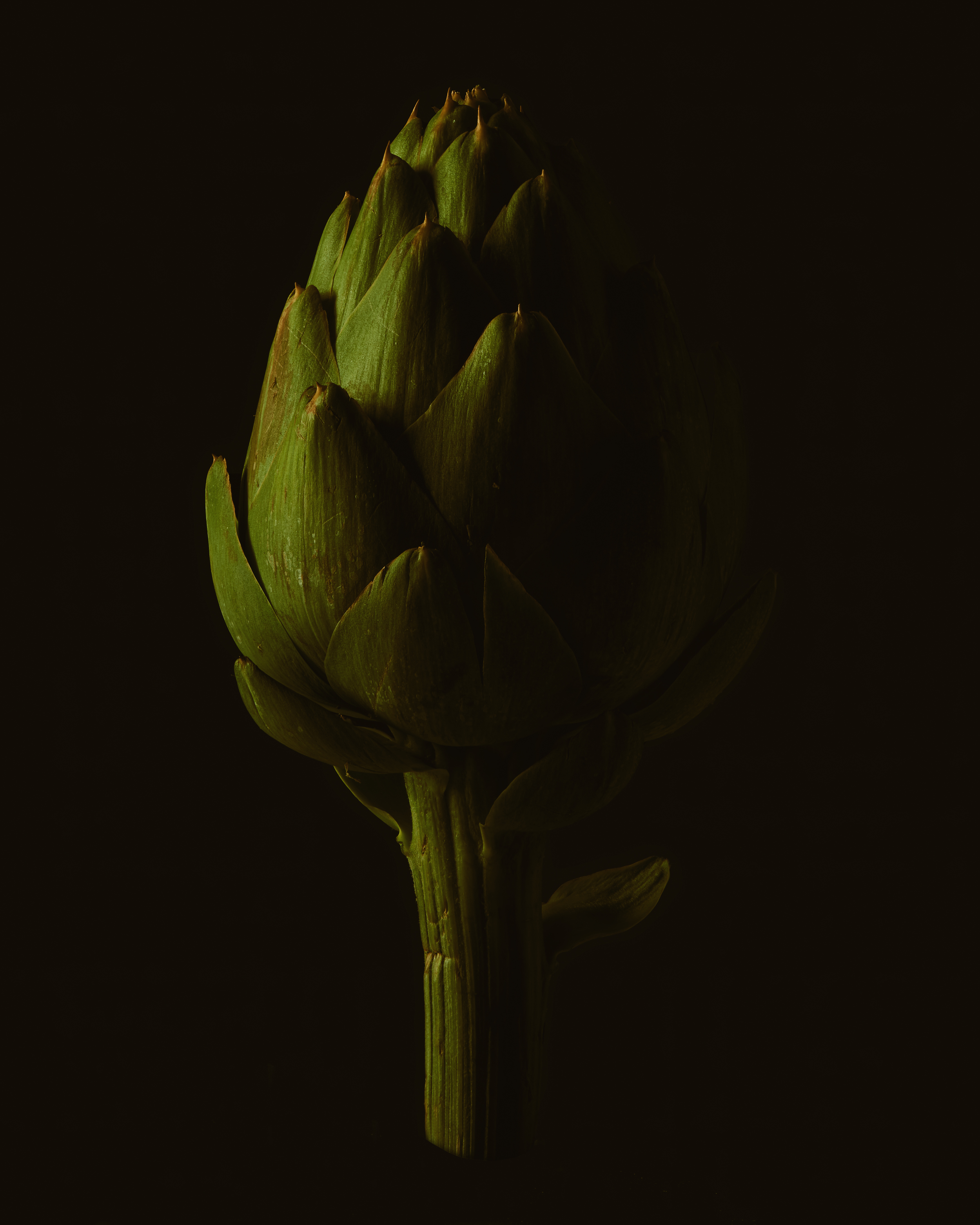 Artichoke