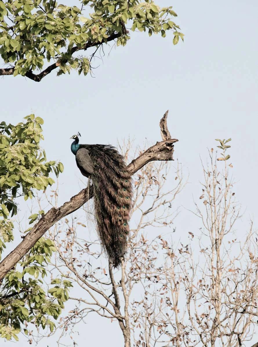_IND2554-Bearbeitet.jpg