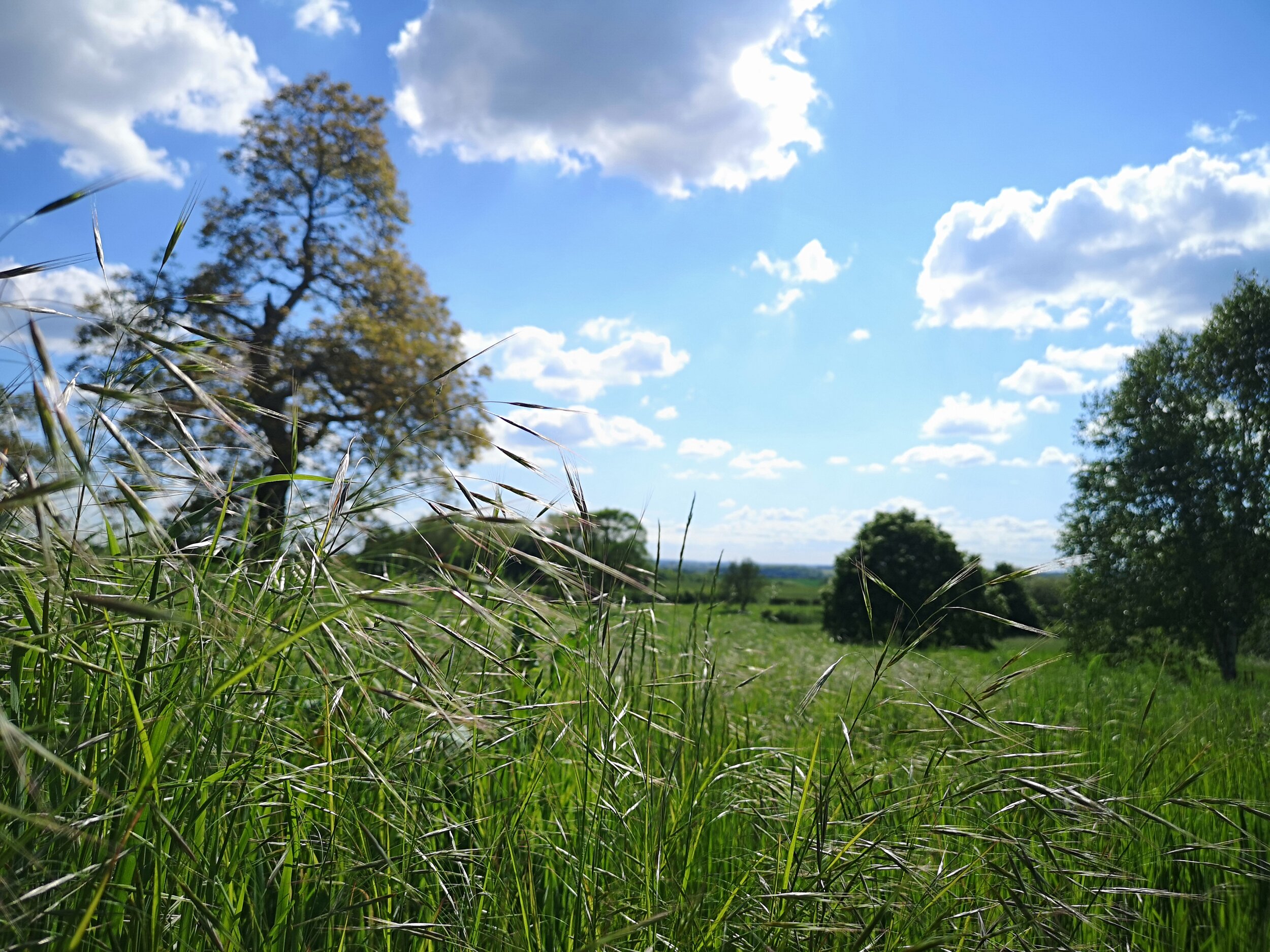 Paddock May 2019 .jpg