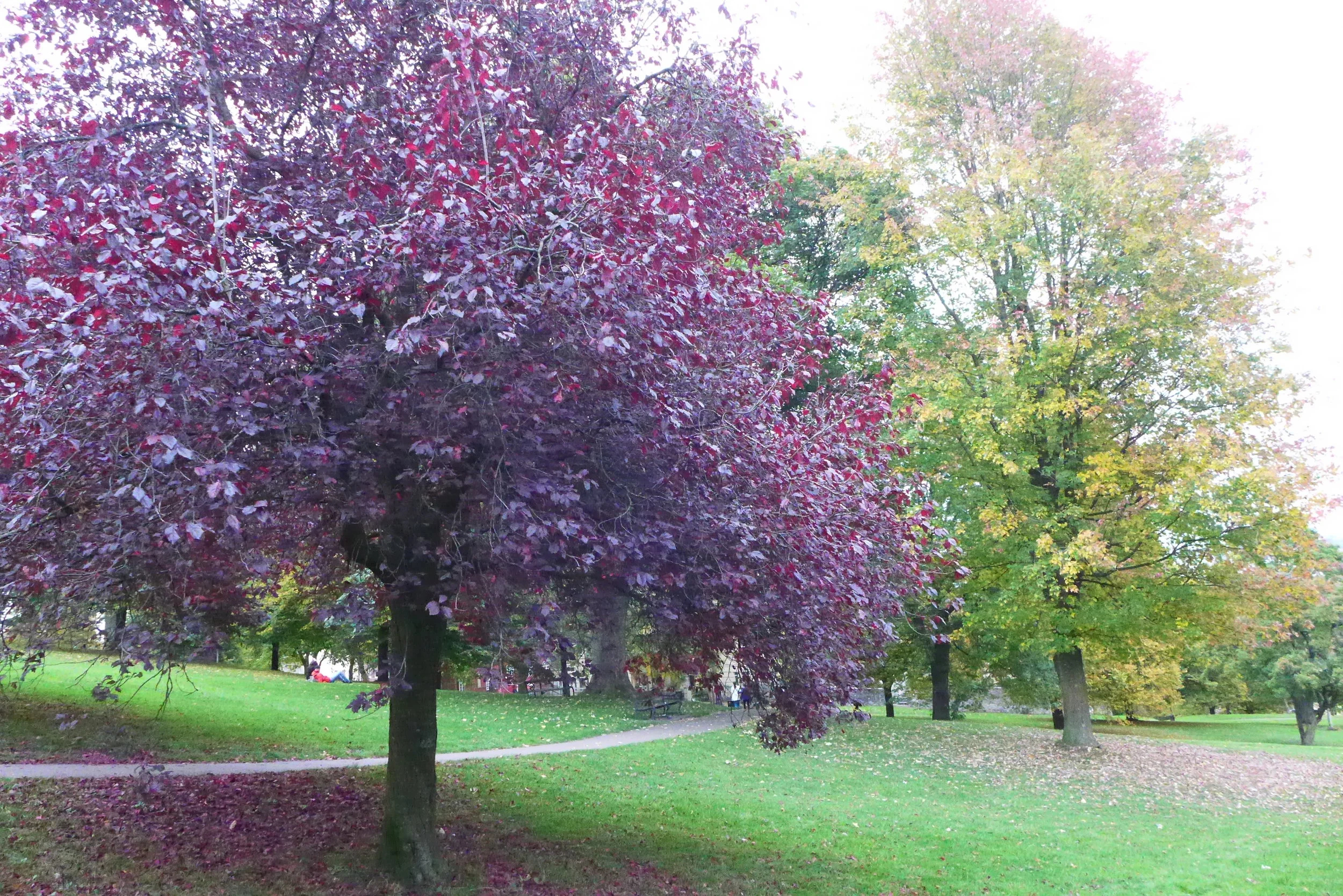 P1000225.JPG