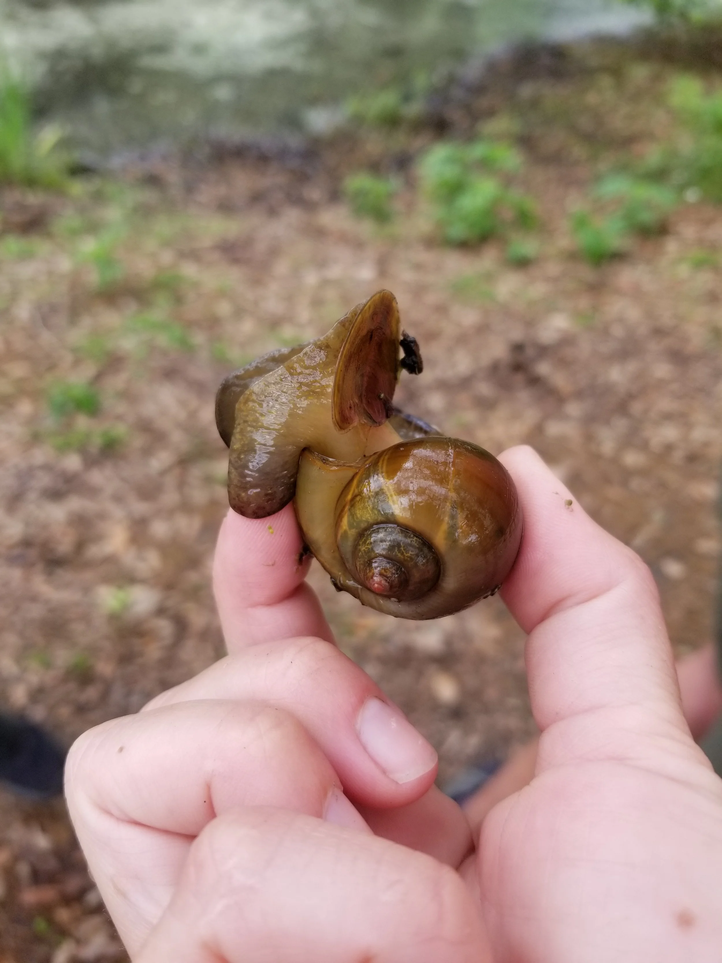 Invasive Species Spotlight Apple Snails — LOOP NOLA