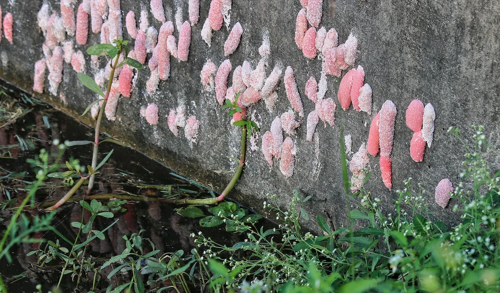Invasive Species Spotlight Apple Snails — LOOP NOLA