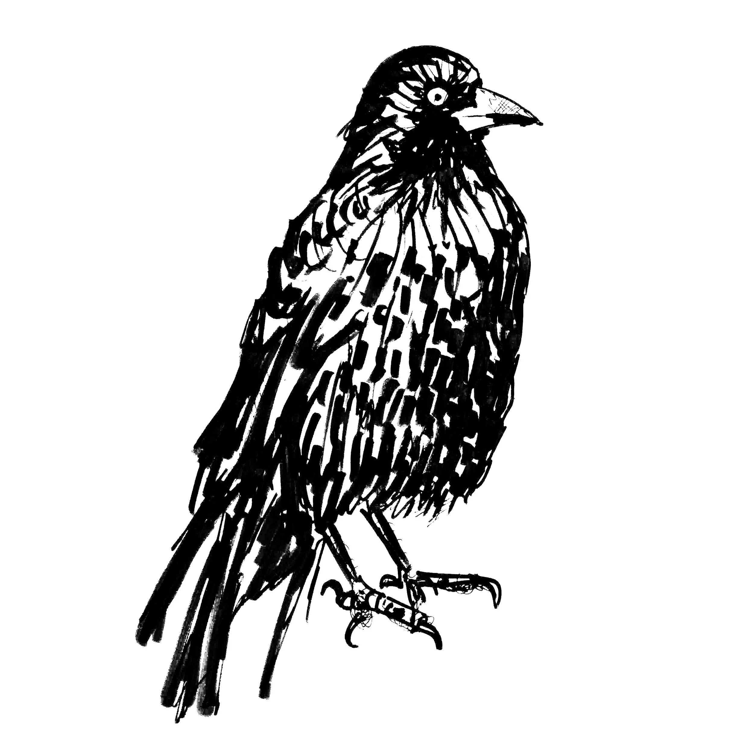 crowsquare.jpg