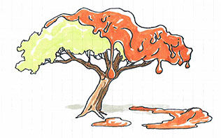 gum tree at 72.jpg